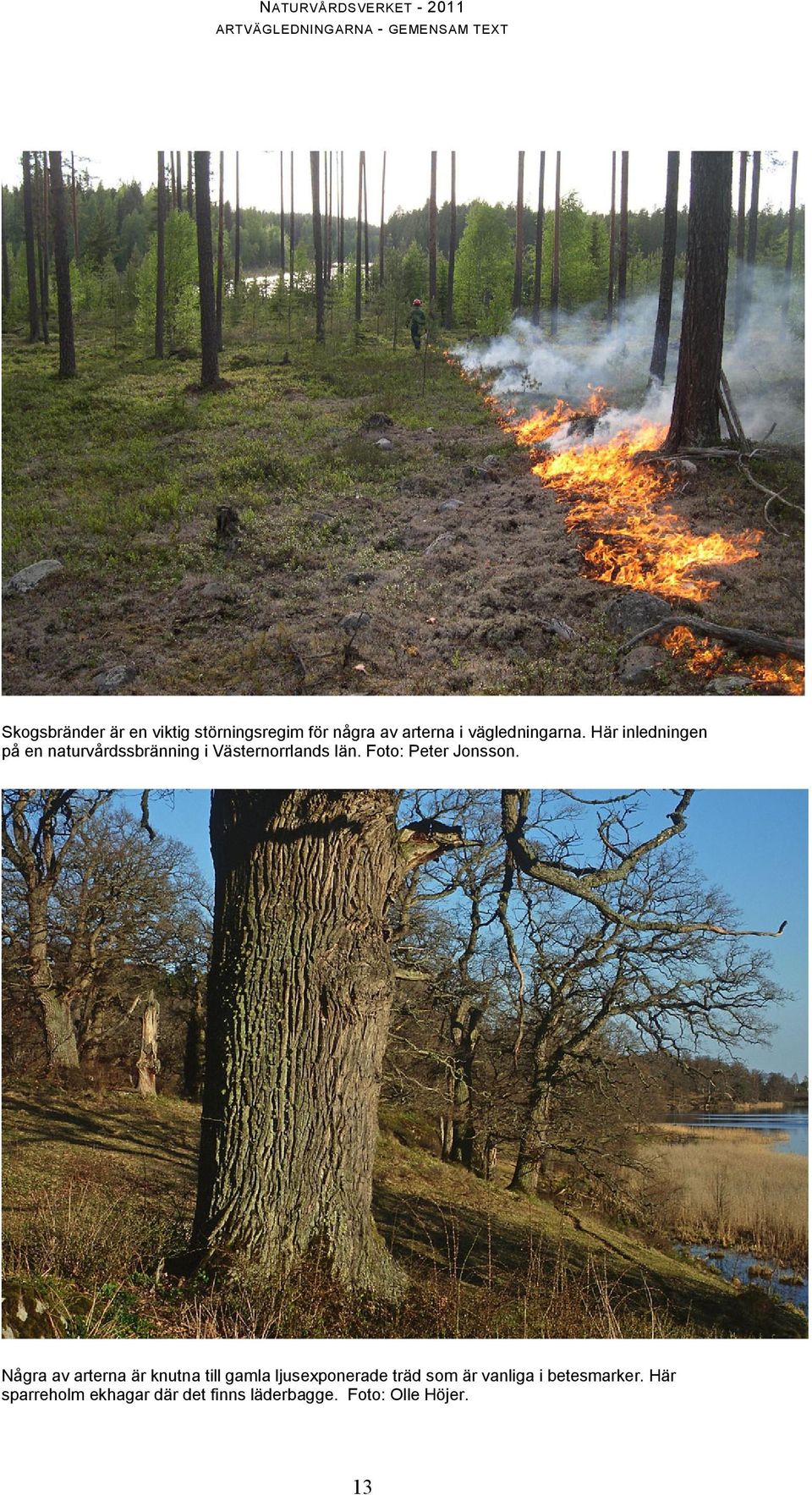 Foto: Peter Jonsson.