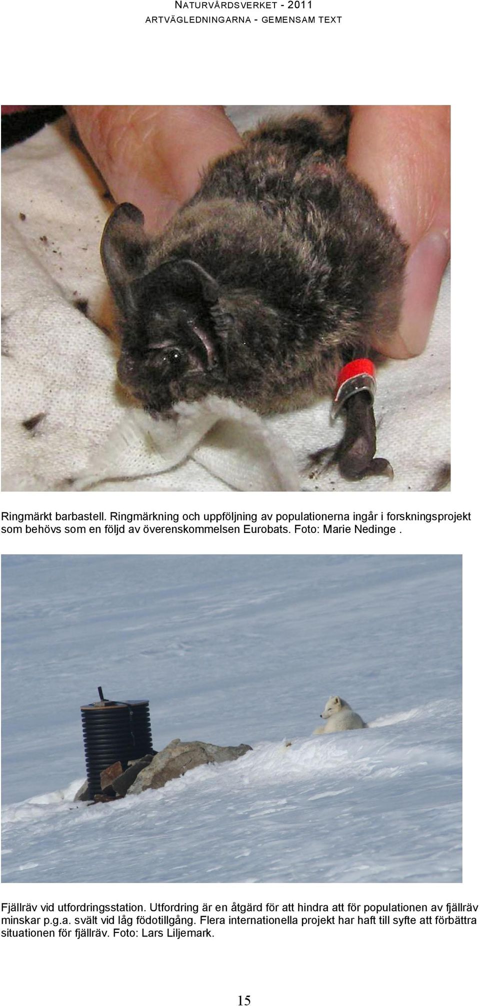 överenskommelsen Eurobats. Foto: Marie Nedinge. Fjällräv vid utfordringsstation.