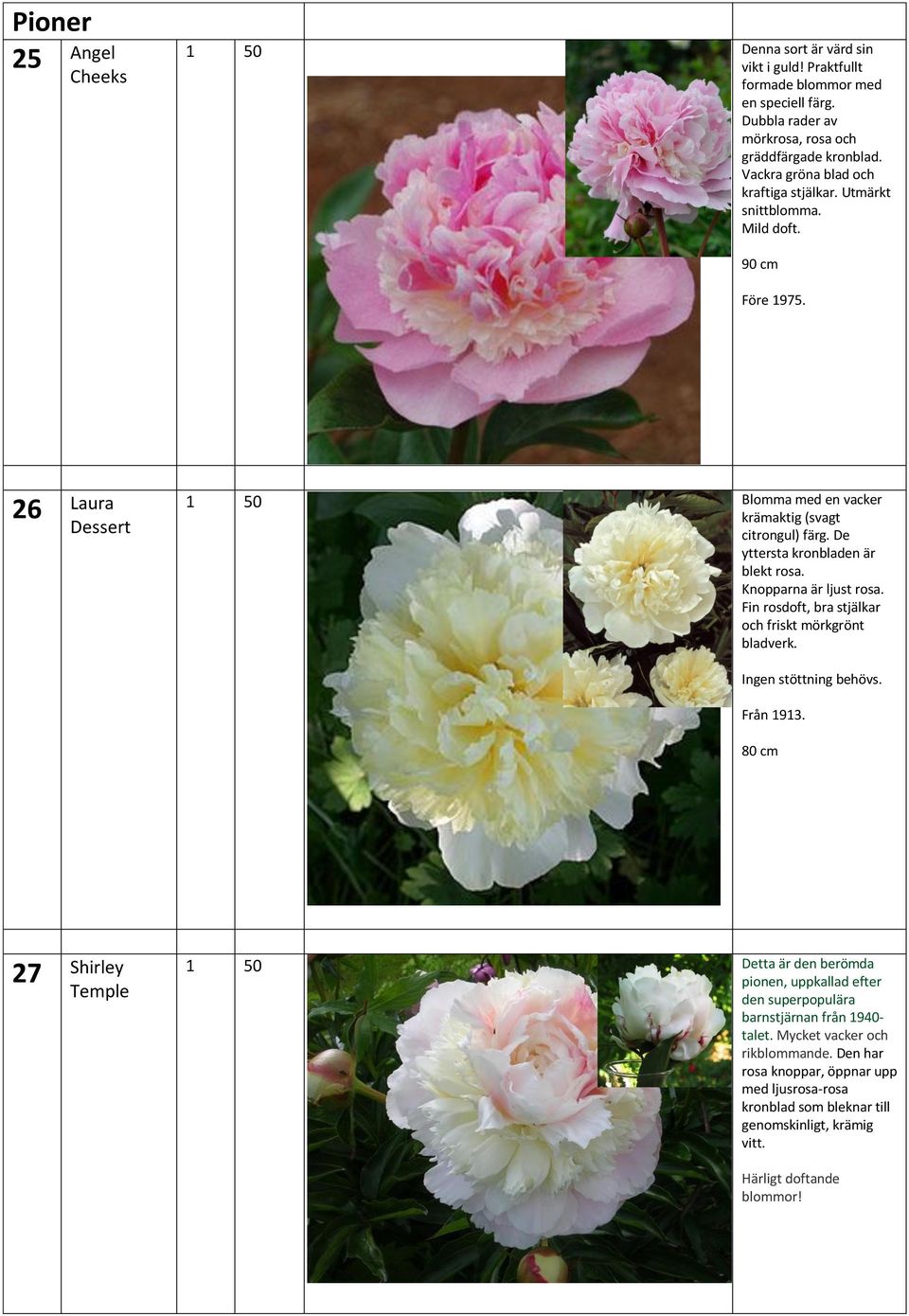 De yttersta kronbladen är blekt rosa. Knopparna är ljust rosa. Fin rosdoft, bra stjälkar och friskt mörkgrönt bladverk. Ingen stöttning behövs. Från 1913.