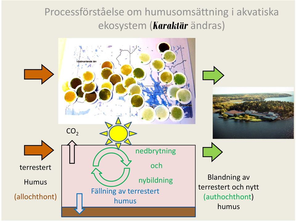 Humus (allochthont) och nybildning Fällning av