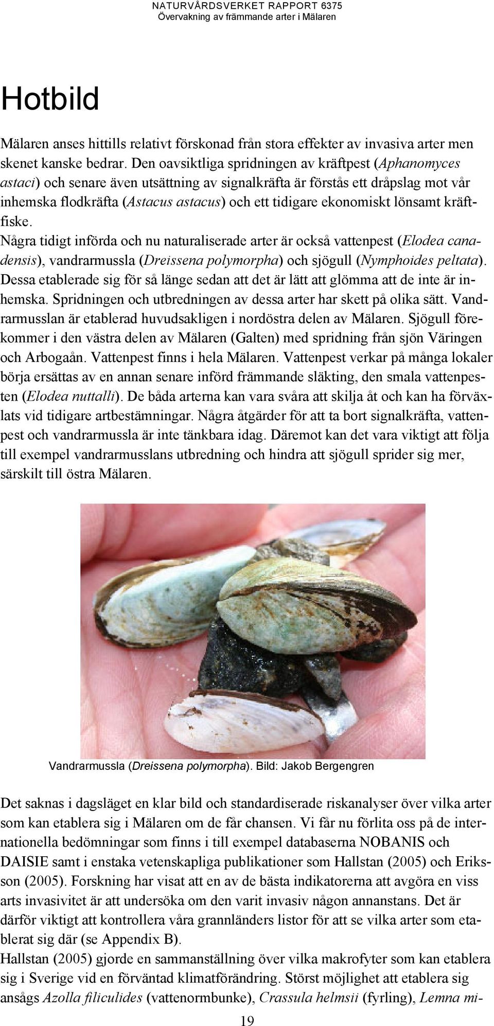 ekonomiskt lönsamt kräftfiske. Några tidigt införda och nu naturaliserade arter är också vattenpest (Elodea canadensis), vandrarmussla (Dreissena polymorpha) och sjögull (Nymphoides peltata).