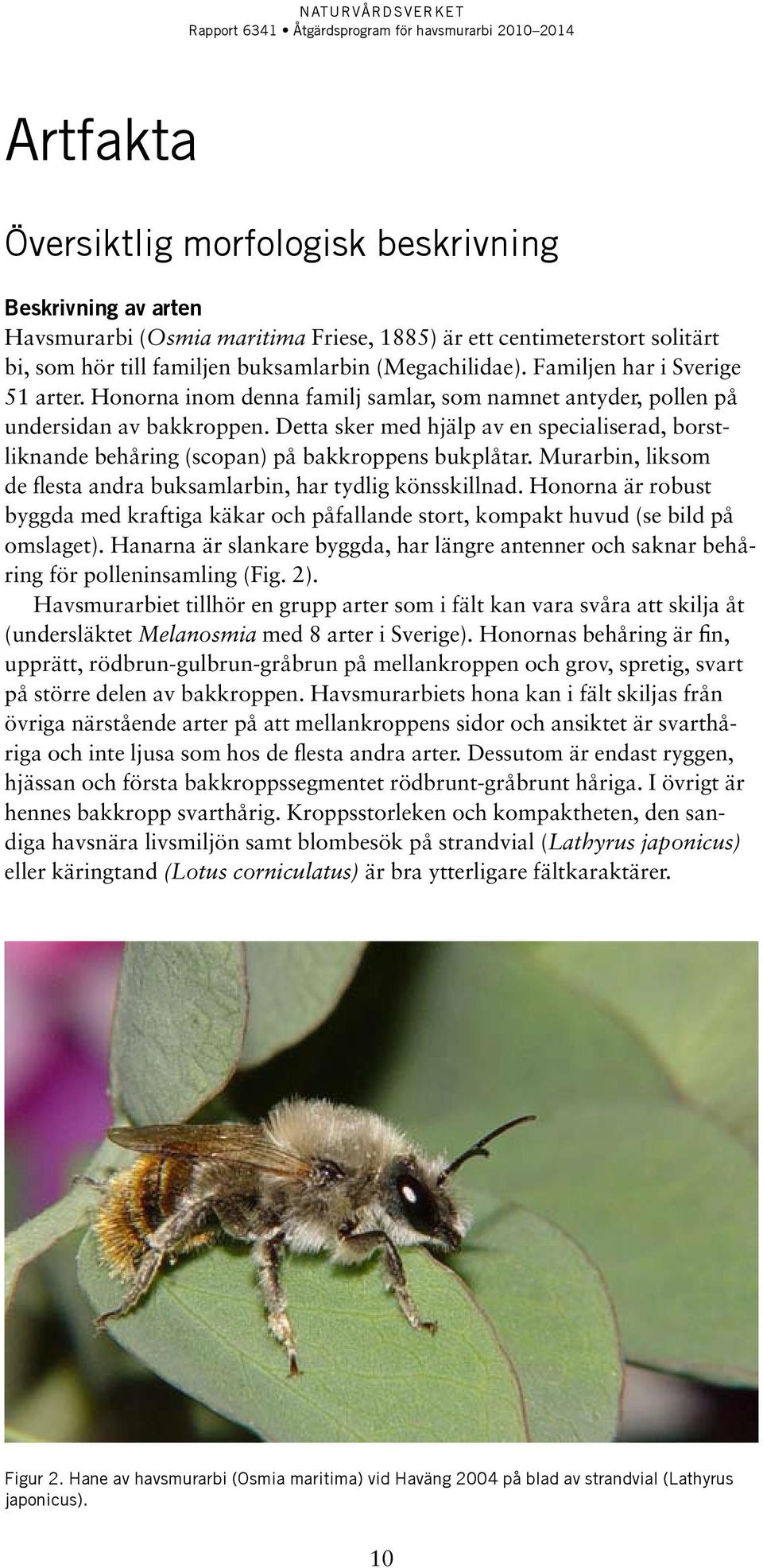 Detta sker med hjälp av en specialiserad, borstliknande behåring (scopan) på bakkroppens bukplåtar. Murarbin, liksom de flesta andra buksamlarbin, har tydlig könsskillnad.