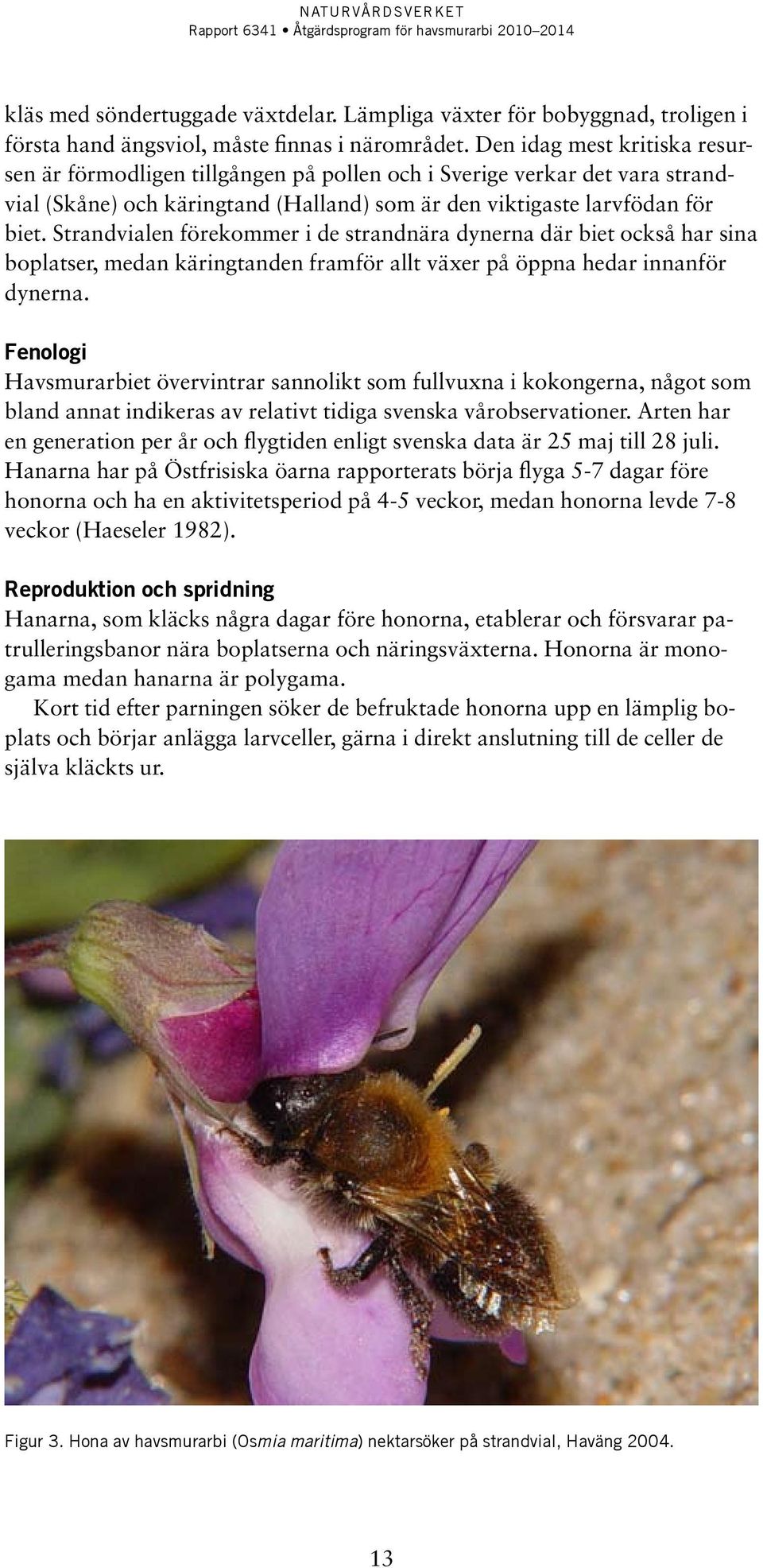 Strandvialen förekommer i de strandnära dynerna där biet också har sina boplatser, medan käringtanden framför allt växer på öppna hedar innanför dynerna.