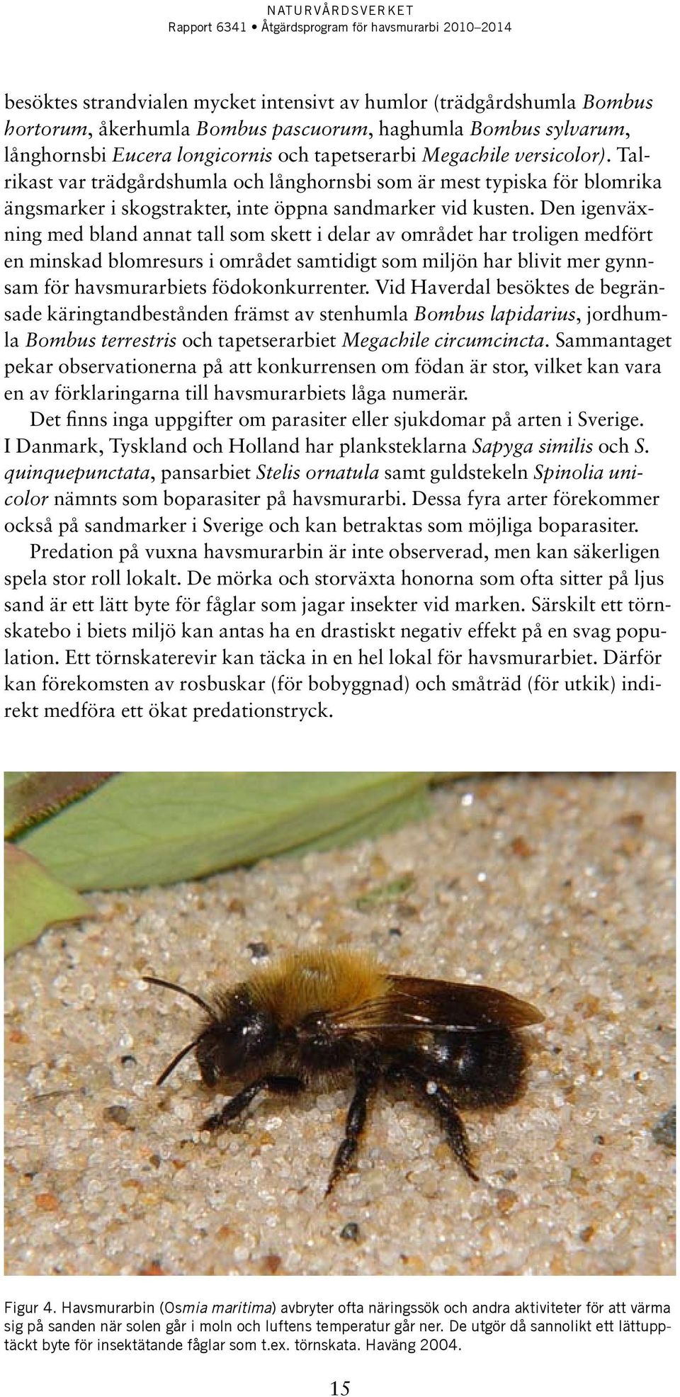 Den igenväxning med bland annat tall som skett i delar av området har troligen medfört en minskad blomresurs i området samtidigt som miljön har blivit mer gynnsam för havsmurarbiets födokonkurrenter.