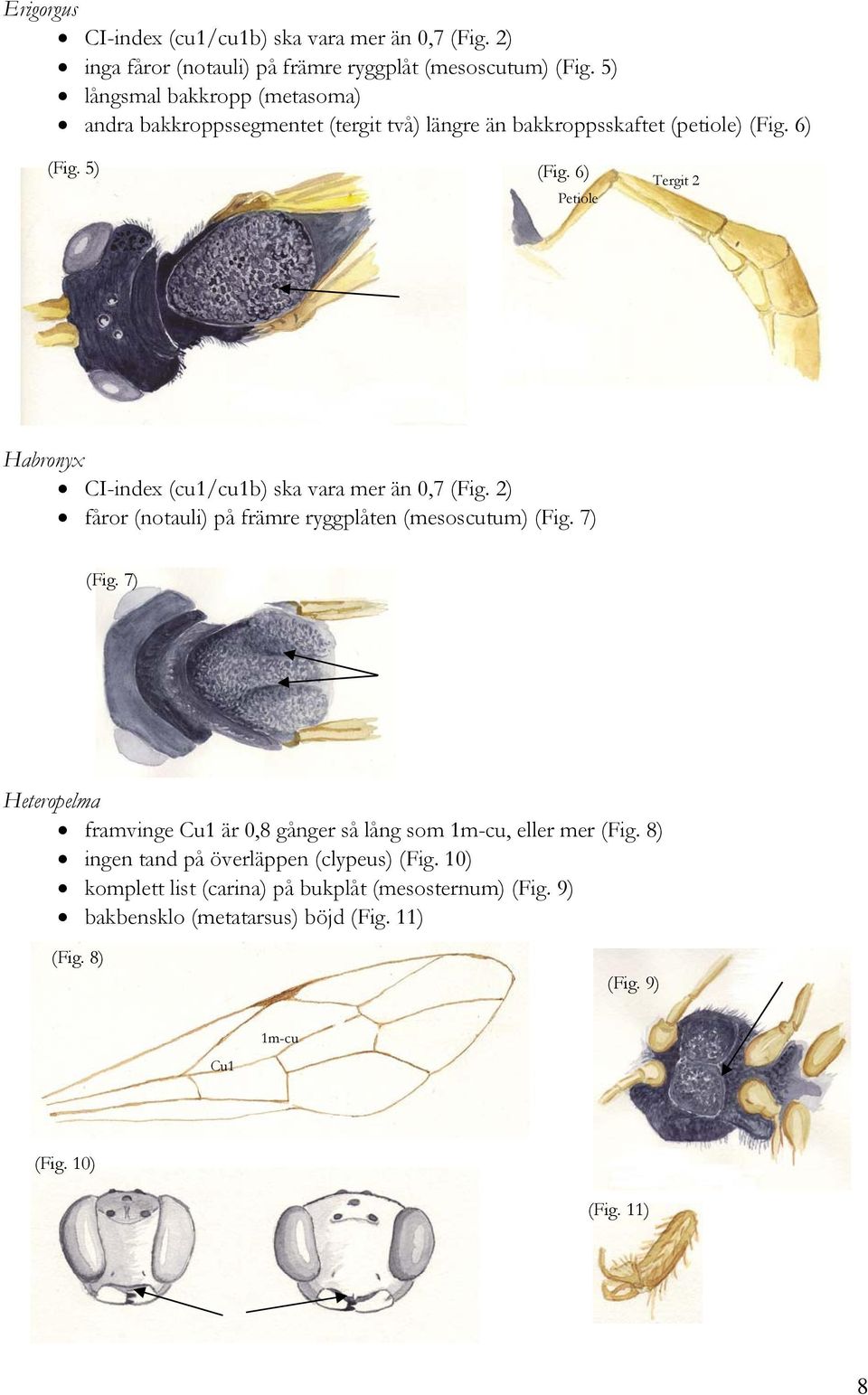 6) Petiole Tergit 2 Habronyx CI-index (cu1/cu1b) ska vara mer än 0,7 (Fig. 2) fåror (notauli) på främre ryggplåten (mesoscutum) (Fig. 7) (Fig.