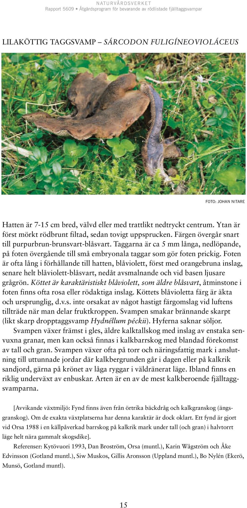 Foten är ofta lång i förhållande till hatten, blåviolett, först med orangebruna inslag, senare helt blåviolett-blåsvart, nedåt avsmalnande och vid basen ljusare grågrön.