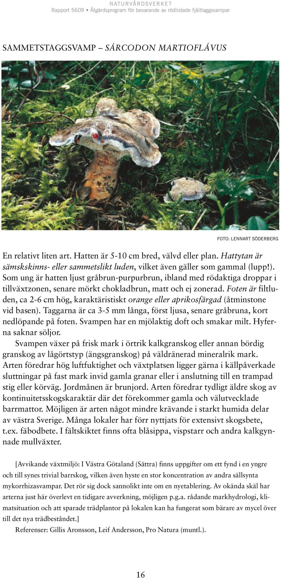 Som ung är hatten ljust gråbrun-purpurbrun, ibland med rödaktiga droppar i tillväxtzonen, senare mörkt chokladbrun, matt och ej zonerad.