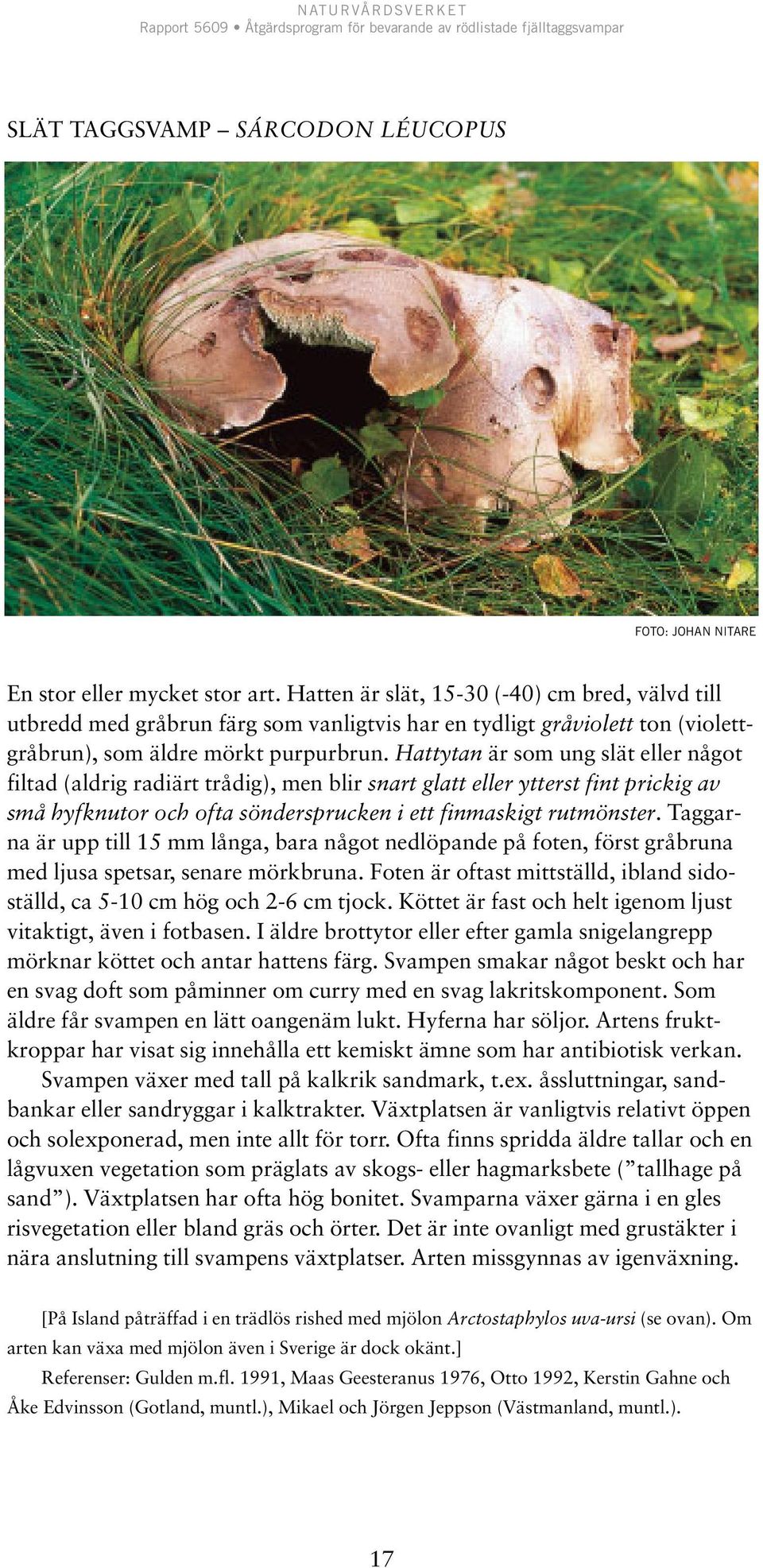 Hattytan är som ung slät eller något filtad (aldrig radiärt trådig), men blir snart glatt eller ytterst fint prickig av små hyfknutor och ofta söndersprucken i ett finmaskigt rutmönster.