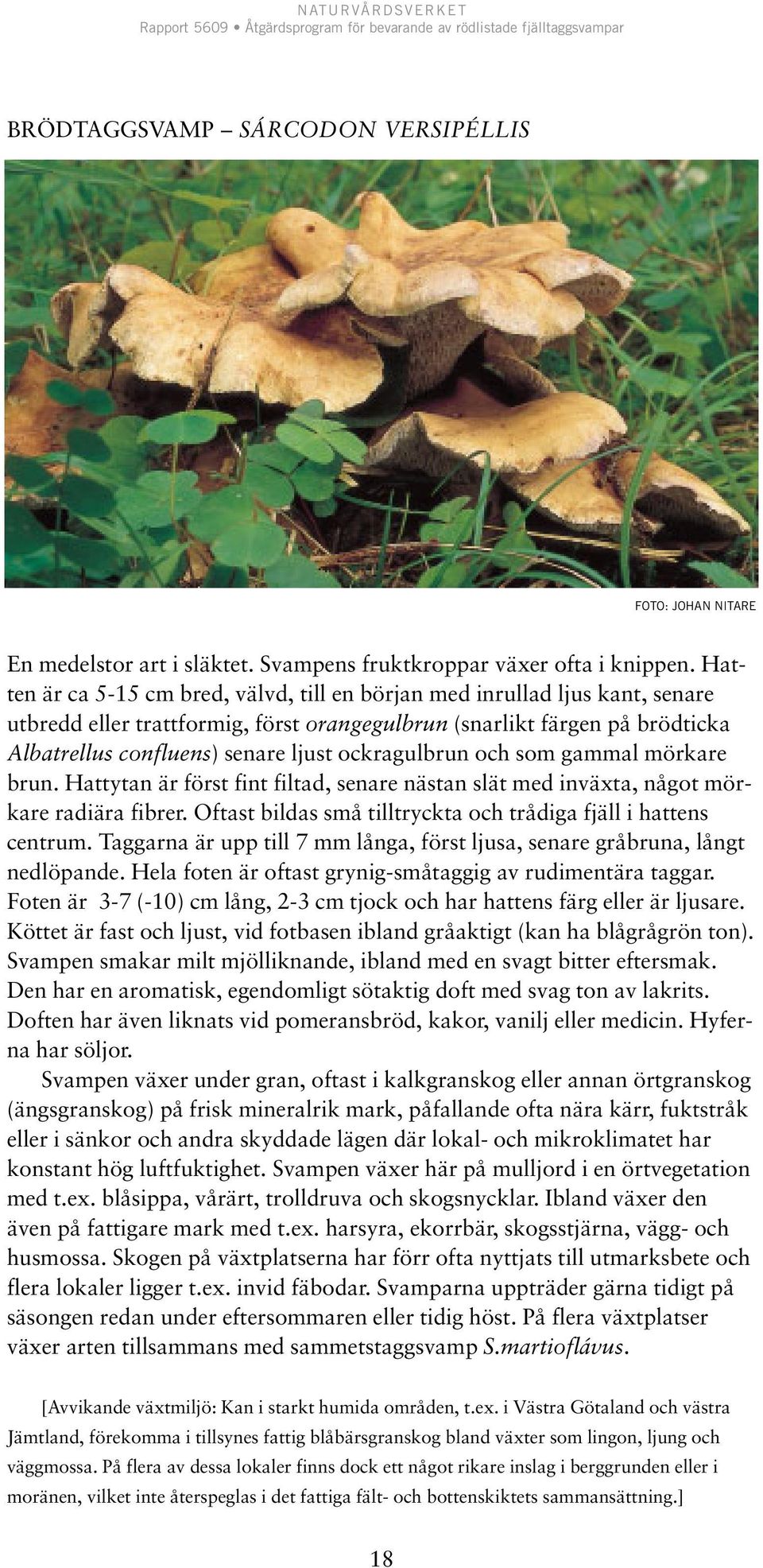 ockragulbrun och som gammal mörkare brun. Hattytan är först fint filtad, senare nästan slät med inväxta, något mörkare radiära fibrer.