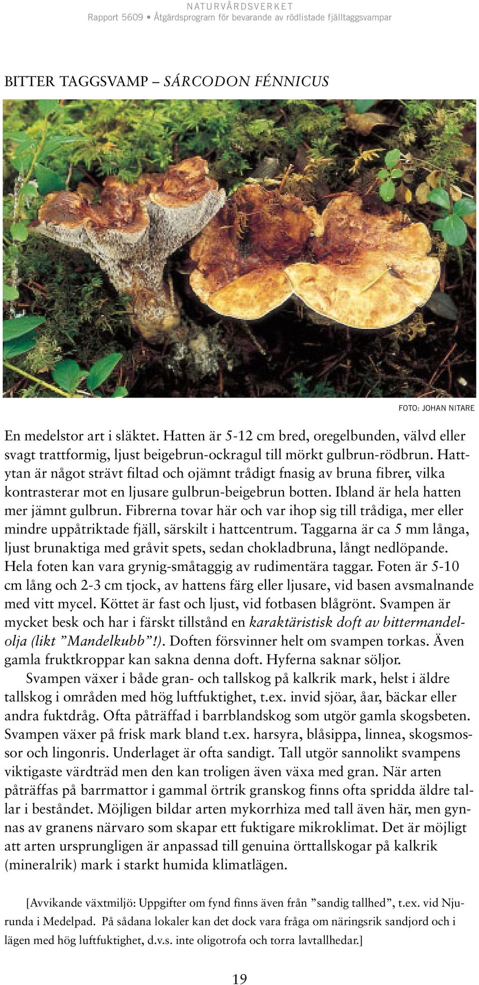 Hattytan är något strävt filtad och ojämnt trådigt fnasig av bruna fibrer, vilka kontrasterar mot en ljusare gulbrun-beigebrun botten. Ibland är hela hatten mer jämnt gulbrun.