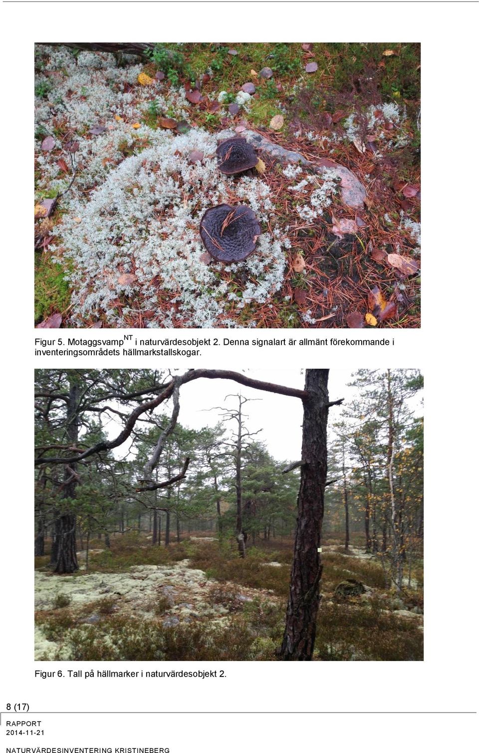 inventeringsområdets hällmarkstallskogar.
