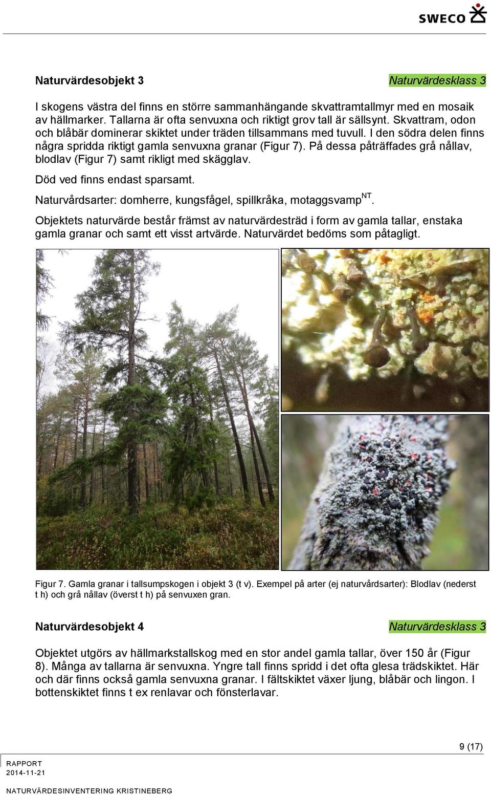 På dessa påträffades grå nållav, blodlav (Figur 7) samt rikligt med skägglav. Död ved finns endast sparsamt. Naturvårdsarter: domherre, kungsfågel, spillkråka, motaggsvamp NT.