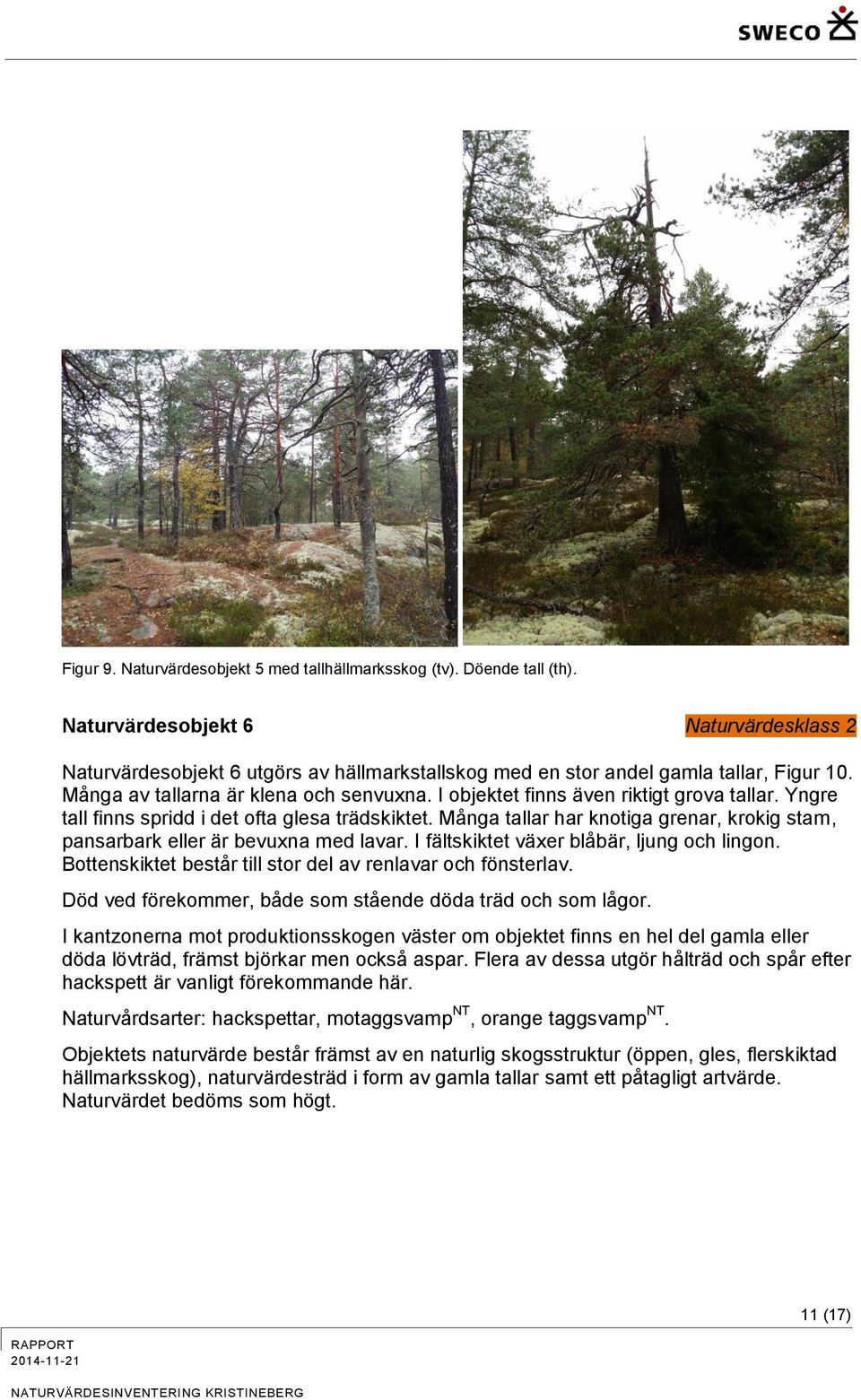 I objektet finns även riktigt grova tallar. Yngre tall finns spridd i det ofta glesa trädskiktet. Många tallar har knotiga grenar, krokig stam, pansarbark eller är bevuxna med lavar.