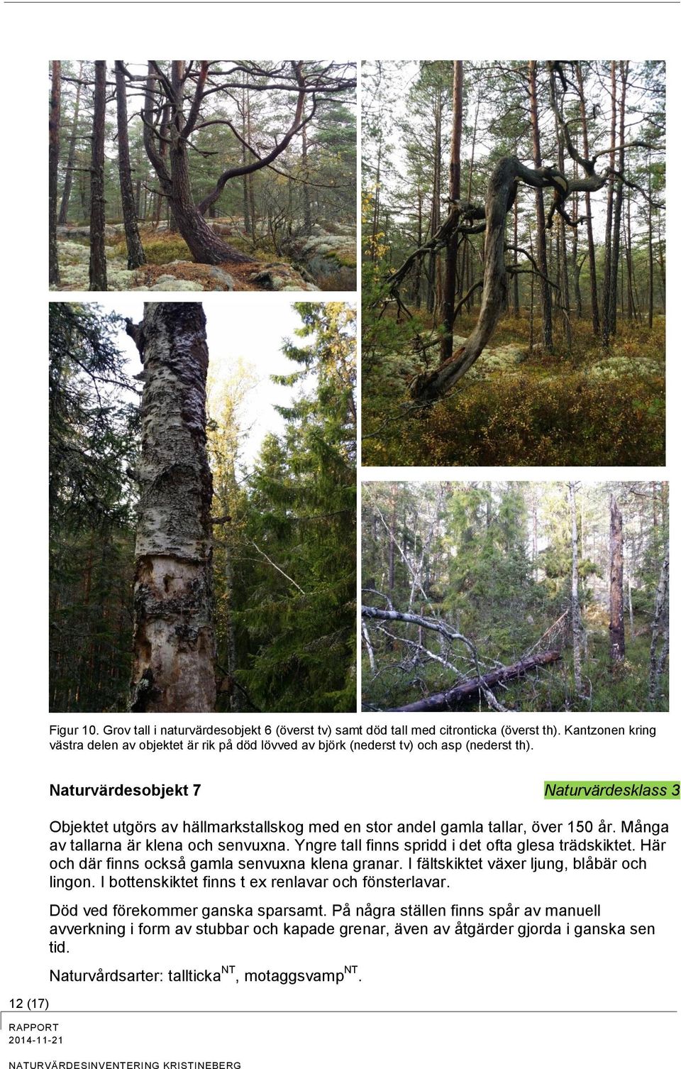 12 (17) Naturvärdesobjekt 7 Naturvärdesklass 3 Objektet utgörs av hällmarkstallskog med en stor andel gamla tallar, över 150 år. Många av tallarna är klena och senvuxna.