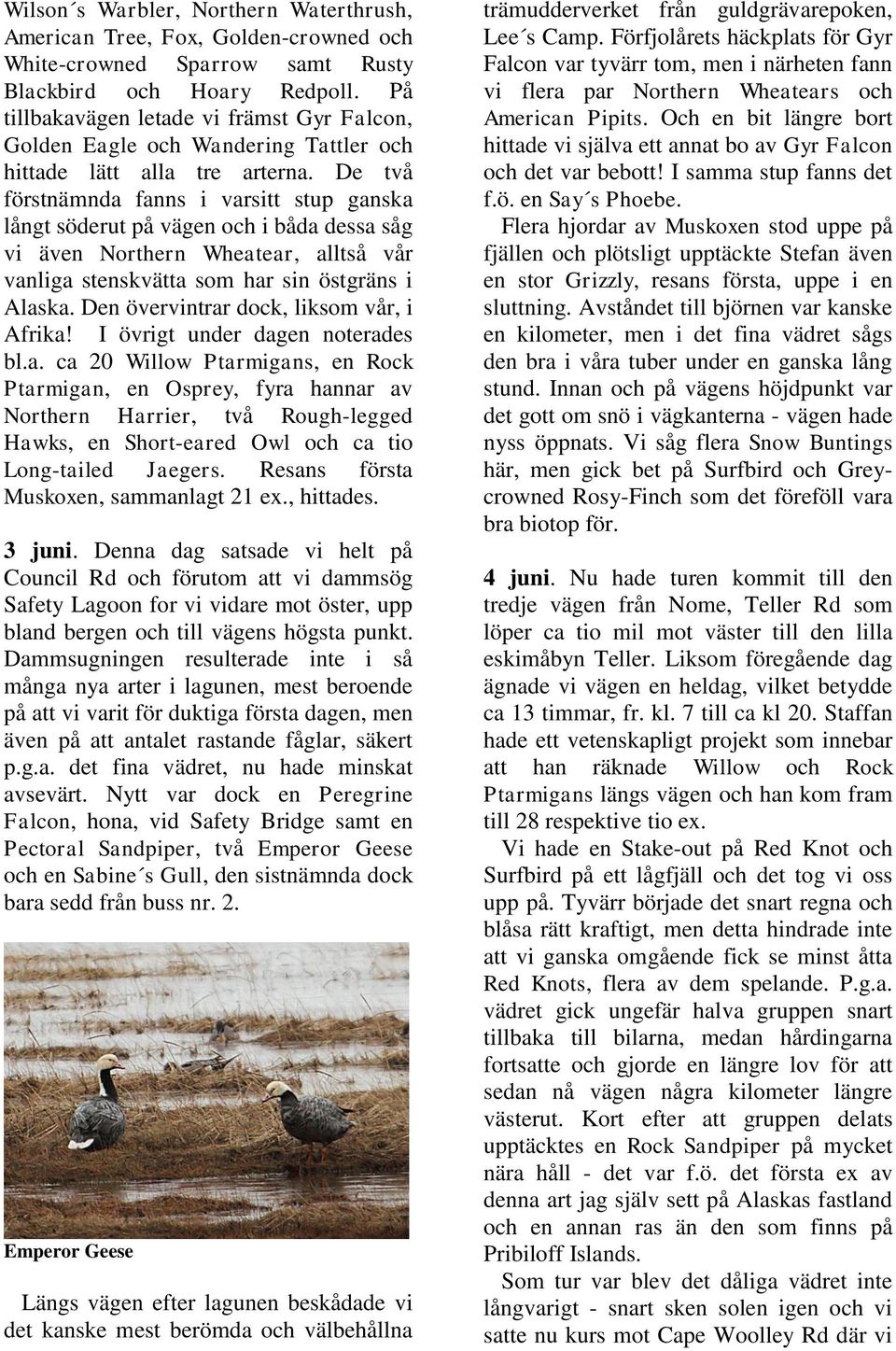 De två förstnämnda fanns i varsitt stup ganska långt söderut på vägen och i båda dessa såg vi även Northern Wheatear, alltså vår vanliga stenskvätta som har sin östgräns i Alaska.