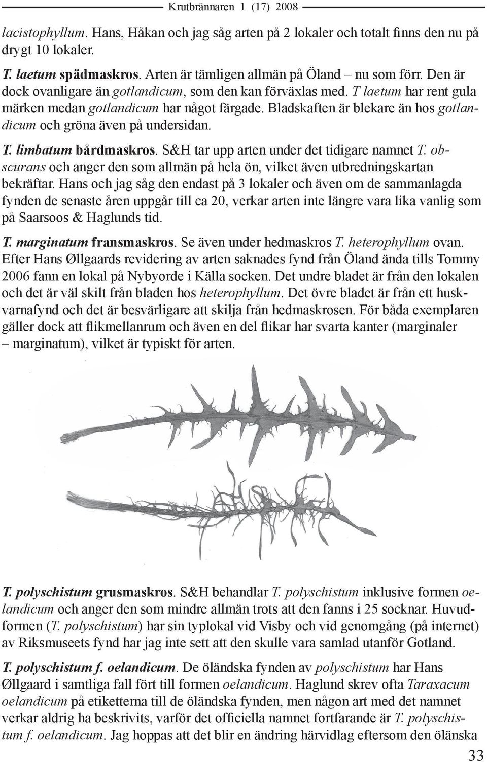 Bladskaften är blekare än hos gotlandicum och gröna även på undersidan. T. limbatum bårdmaskros. S&H tar upp arten under det tidigare namnet T.