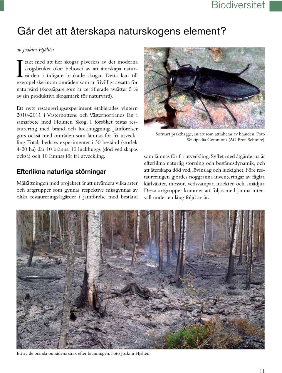 Biodiversitet Ett nytt restaureringsexperiment etablerades vintern 2010-2011 i Västerbottens och Västernorrlands län i samarbete med Holmen Skog.