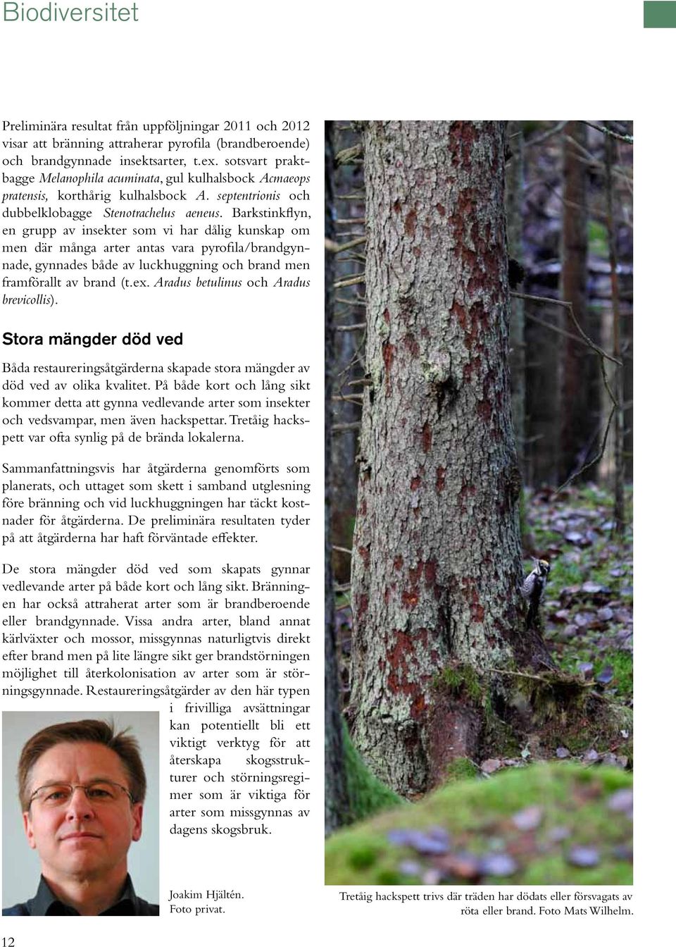 Barkstinkflyn, en grupp av insekter som vi har dålig kunskap om men där många arter antas vara pyrofila/brandgynnade, gynnades både av luckhuggning och brand men framförallt av brand (t.ex.