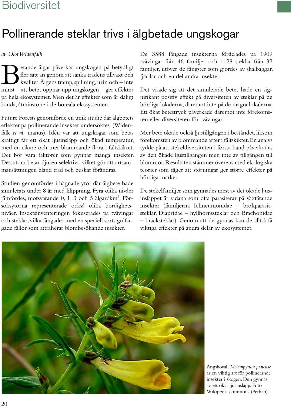 Future Forests genomförde en unik studie där älgbetets effekter på pollinerande insekter undersöktes (Widenfalk et al. manus).