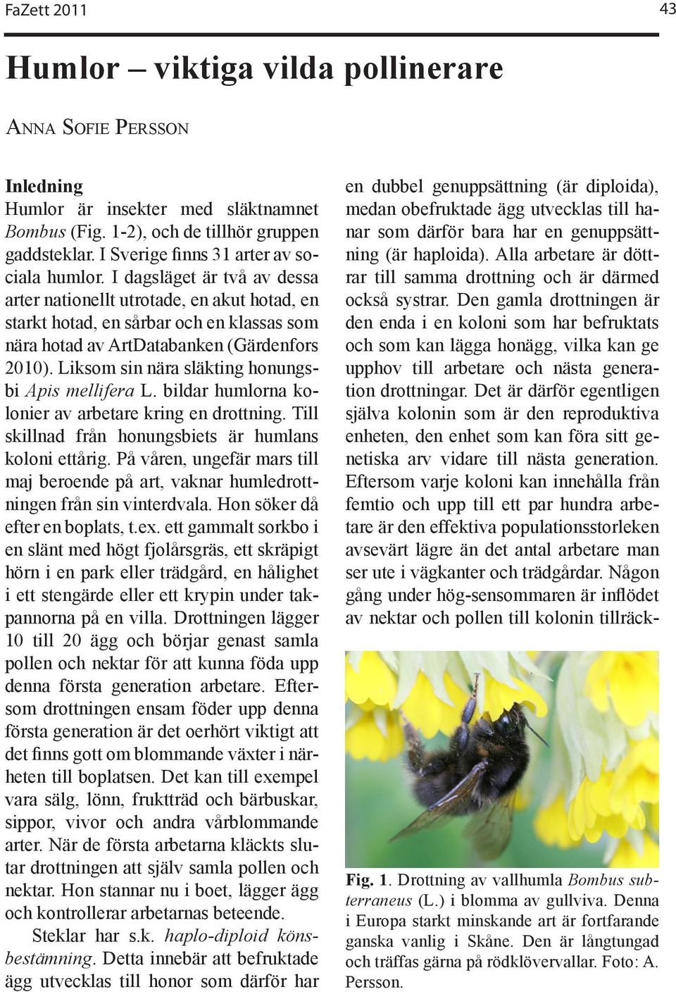 Liksom sin nära släkting honungsbi Apis mellifera L. bildar humlorna kolonier av arbetare kring en drottning. Till skillnad från honungsbiets är humlans koloni ettårig.