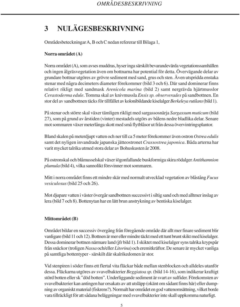 Även utspridda enstaka stenar med några decimeters diameter förekommer (bild 3 och 6).