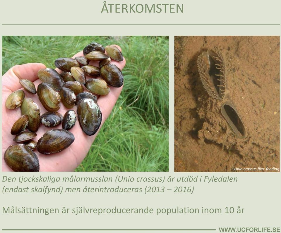 återintroduceras (2013 2016) Målsättningen är