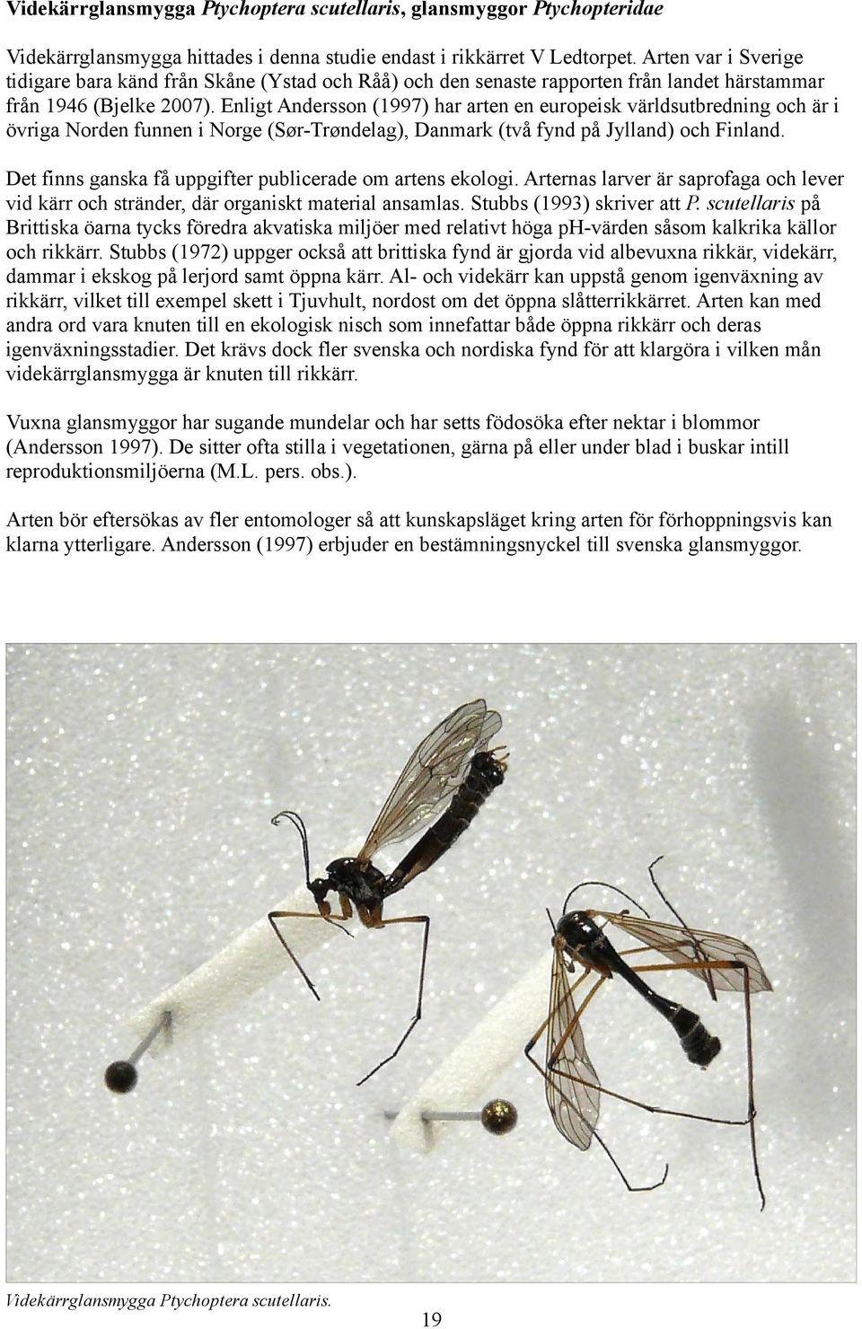 Enligt Andersson (1997) har arten en europeisk världsutbredning och är i övriga Norden funnen i Norge (Sør-Trøndelag), Danmark (två fynd på Jylland) och Finland.