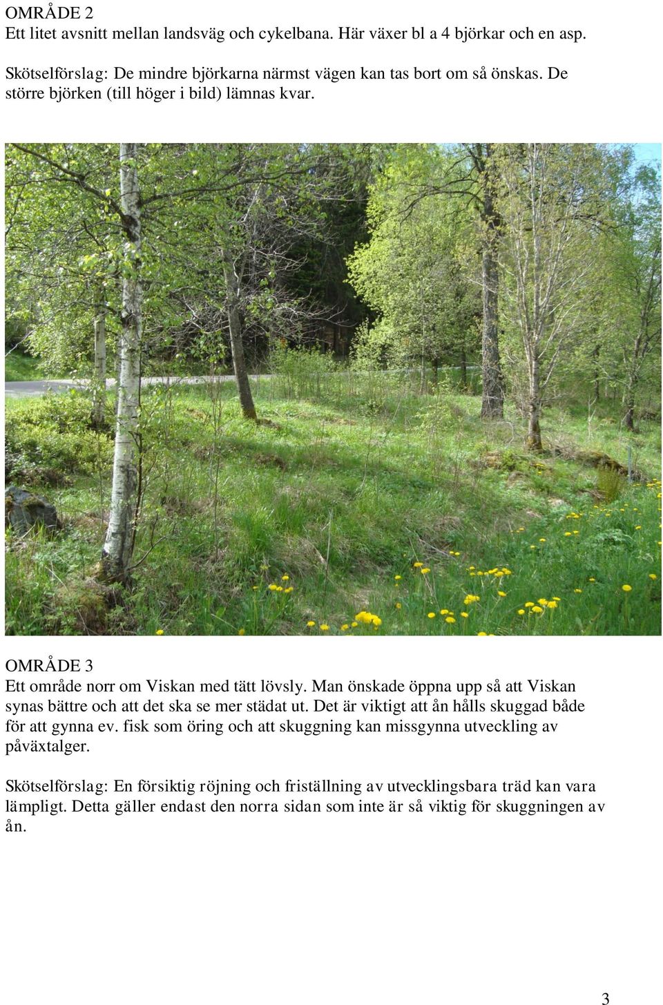 OMRÅDE 3 Ett område norr om Viskan med tätt lövsly. Man önskade öppna upp så att Viskan synas bättre och att det ska se mer städat ut.