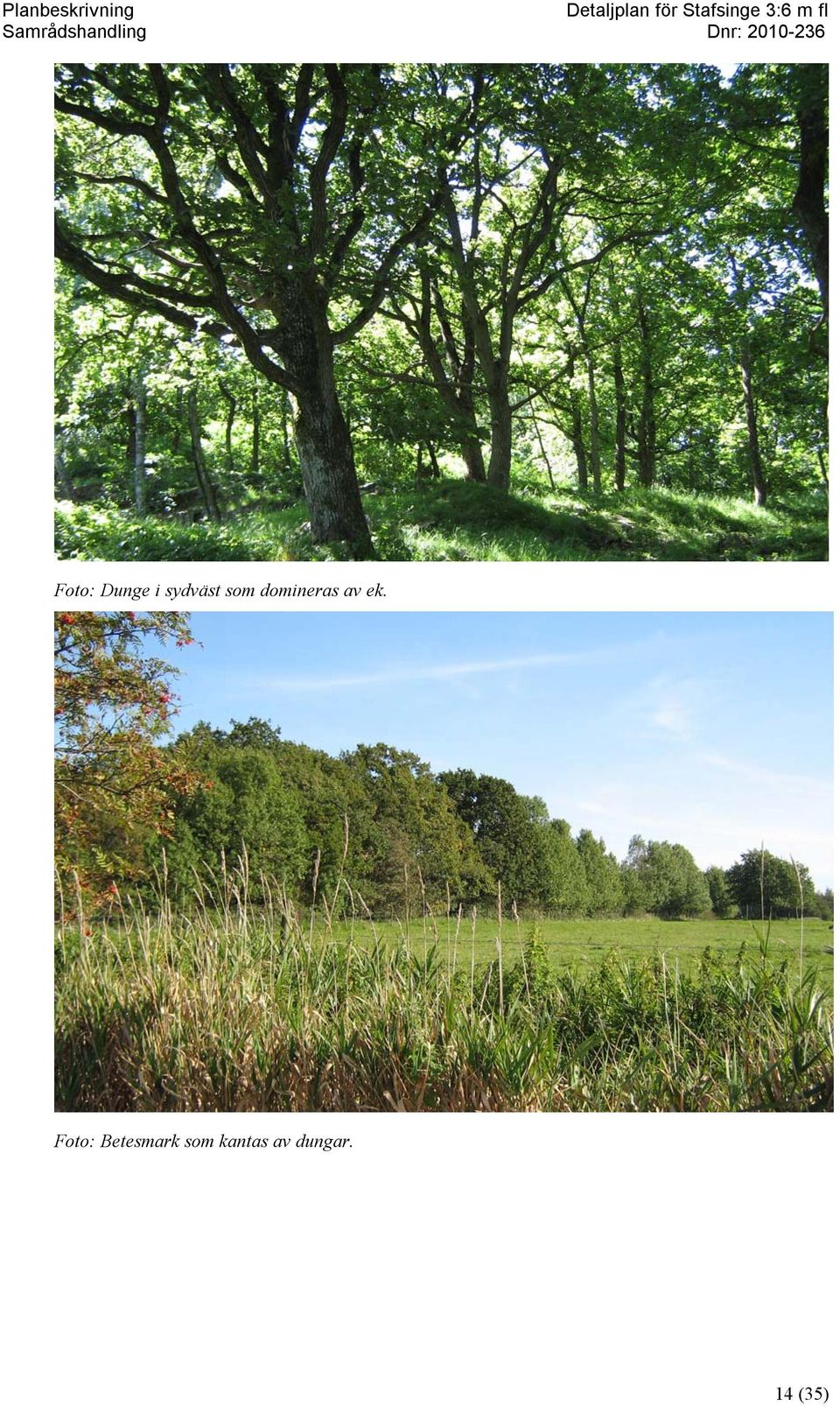 Foto: Betesmark som