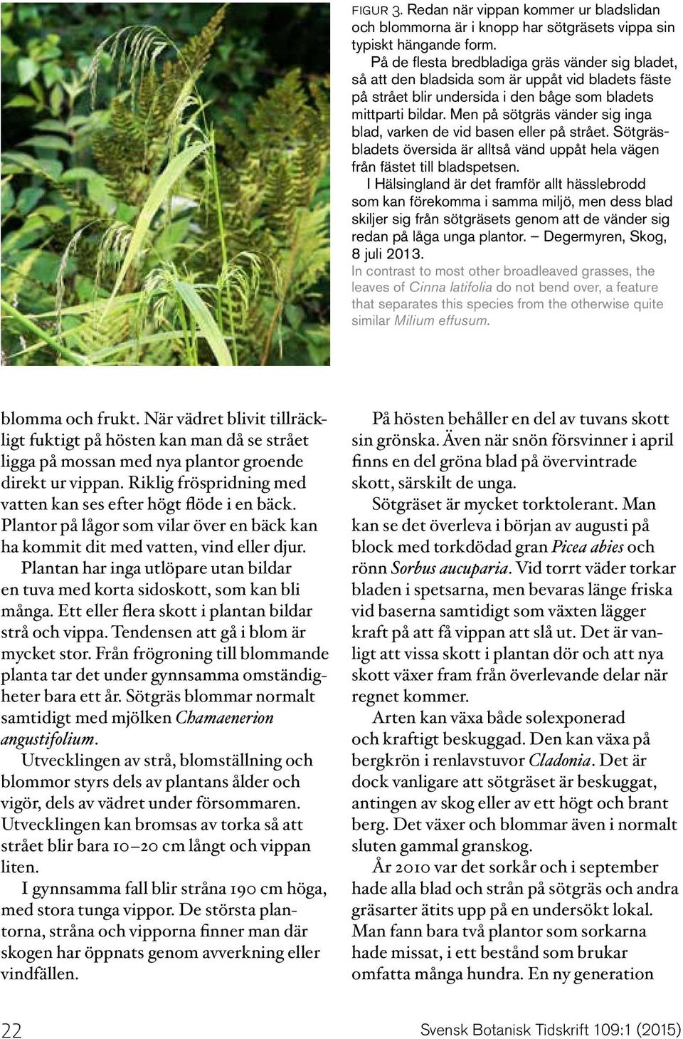 Men på sötgräs vänder sig inga blad, varken de vid basen eller på strået. Sötgräsbladets översida är alltså vänd uppåt hela vägen från fästet till bladspetsen.