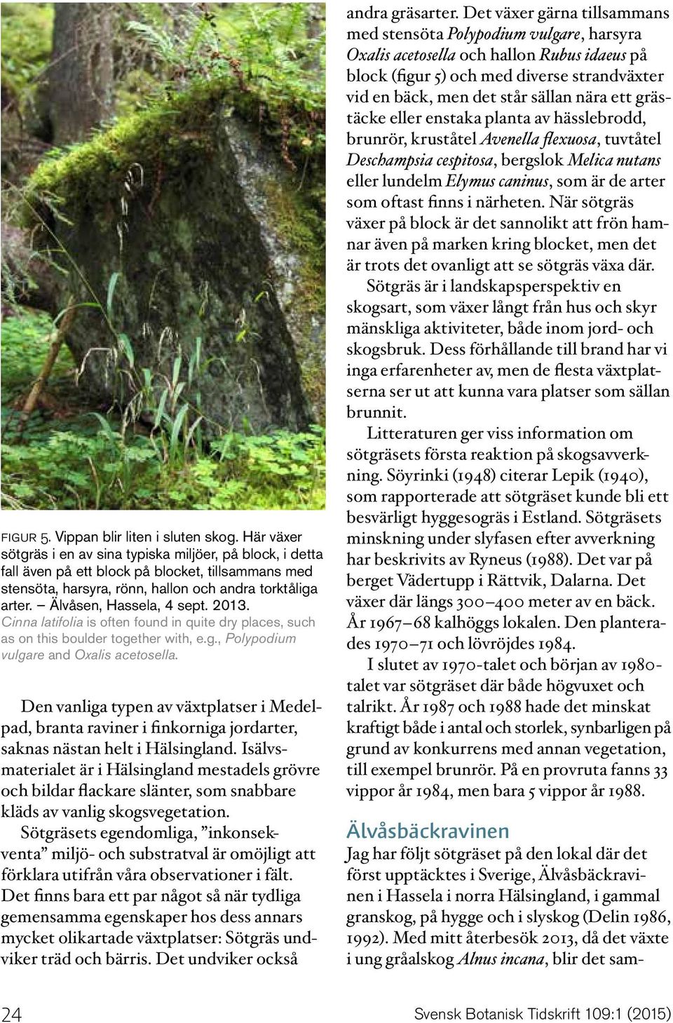 Älvåsen, Hassela, 4 sept. 2013. Cinna latifolia is often found in quite dry places, such as on this boulder together with, e.g., Polypodium vulgare and Oxalis acetosella.