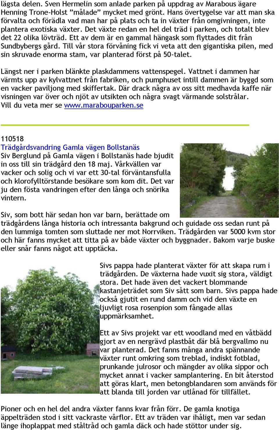 Det växte redan en hel del träd i parken, och totalt blev det 22 olika lövträd. Ett av dem är en gammal hängask som flyttades dit från Sundbybergs gård.