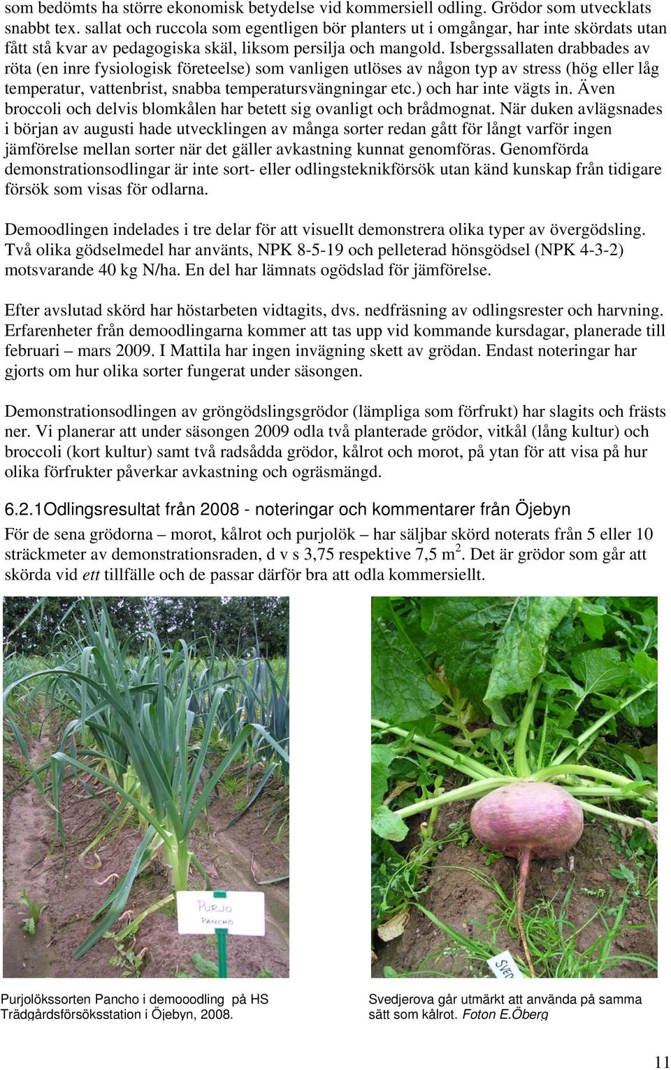 Isbergssallaten drabbades av röta (en inre fysiologisk företeelse) som vanligen utlöses av någon typ av stress (hög eller låg temperatur, vattenbrist, snabba temperatursvängningar etc.