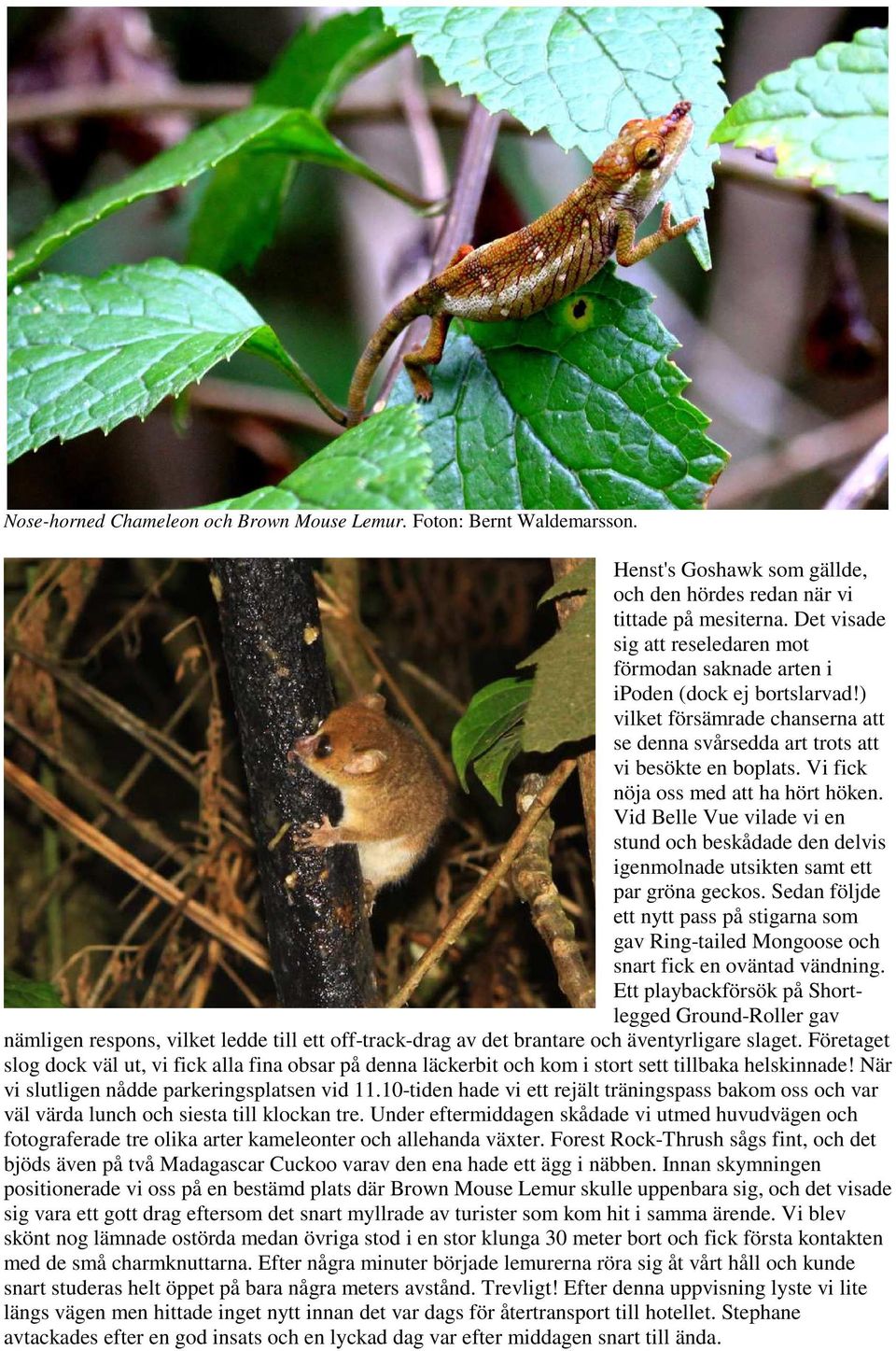 Vi fick nöja oss med att ha hört höken. Vid Belle Vue vilade vi en stund och beskådade den delvis igenmolnade utsikten samt ett par gröna geckos.