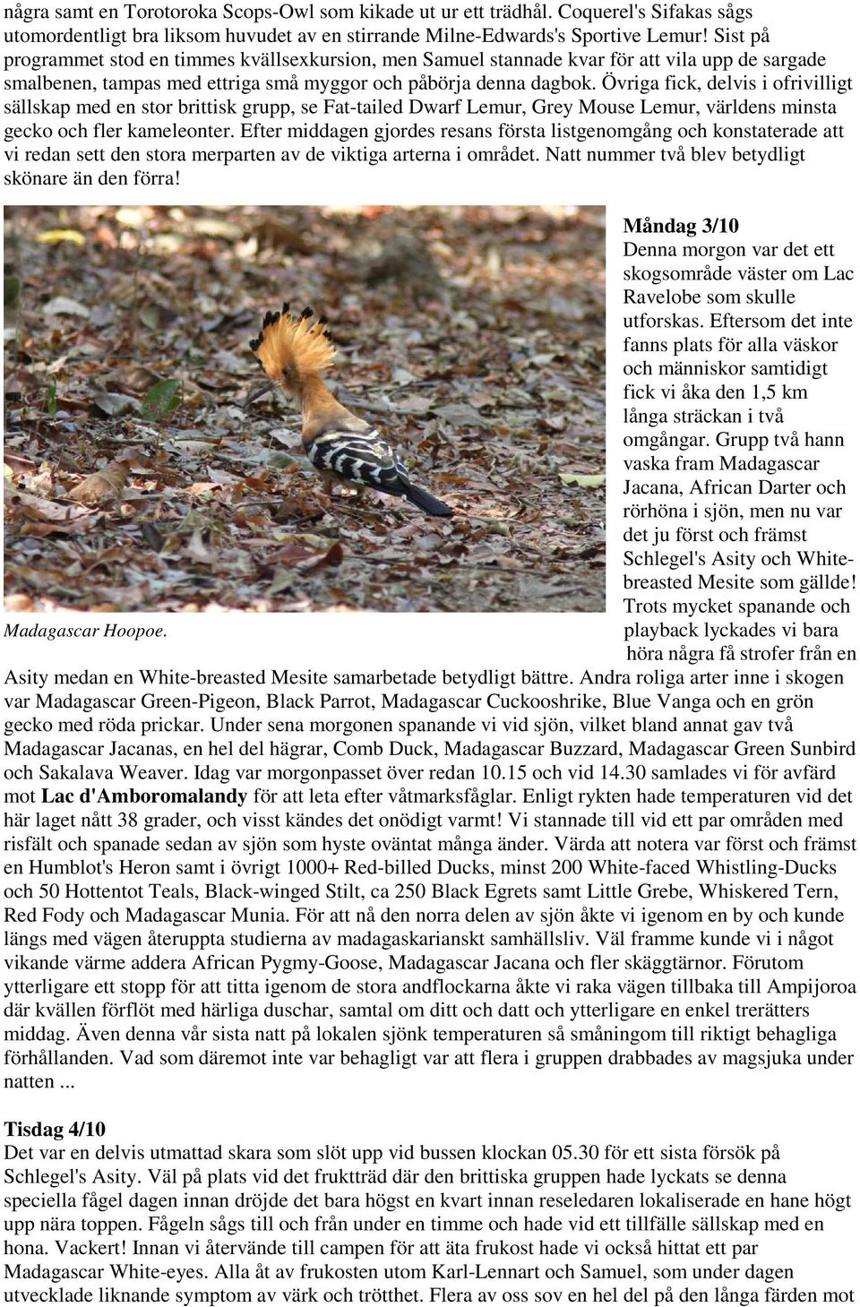 Övriga fick, delvis i ofrivilligt sällskap med en stor brittisk grupp, se Fat-tailed Dwarf Lemur, Grey Mouse Lemur, världens minsta gecko och fler kameleonter.