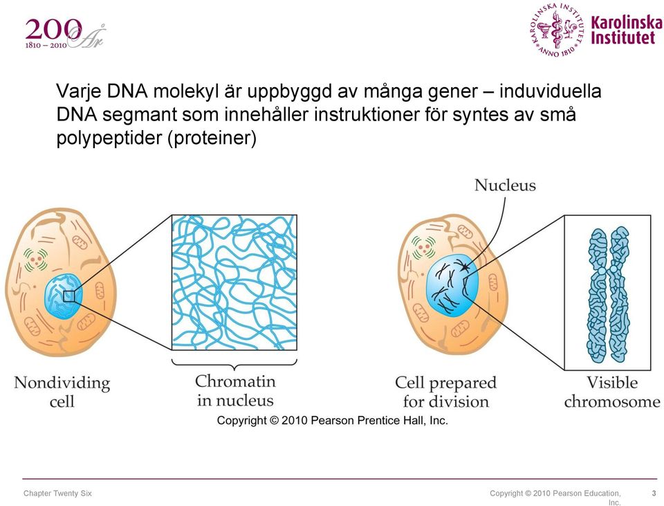 instruktioner för syntes av små polypeptider