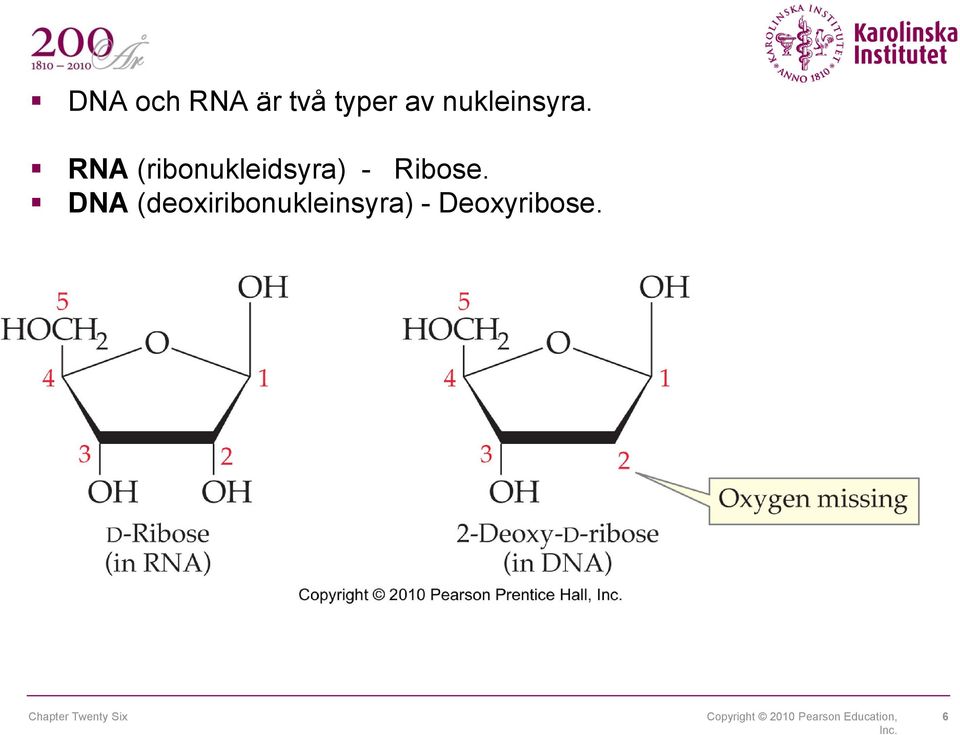 DNA (deoxiribonukleinsyra) - Deoxyribose.