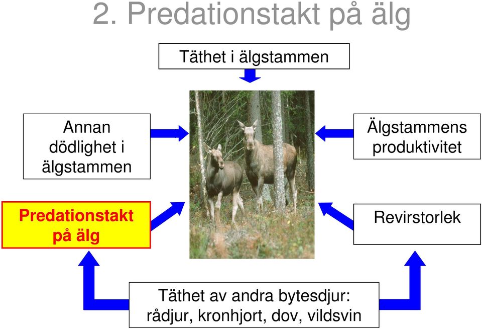 Predationstakt på älg Revirstorlek Revirstorlek