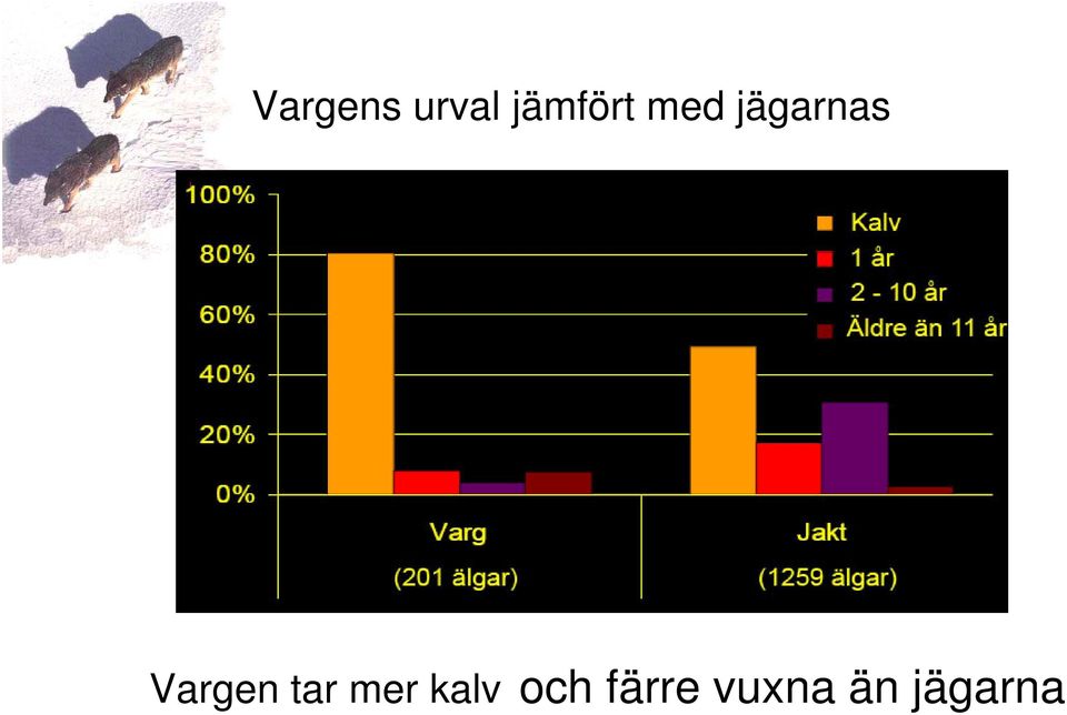 Vargen tar mer kalv