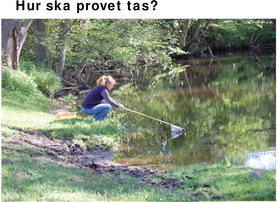 tas?