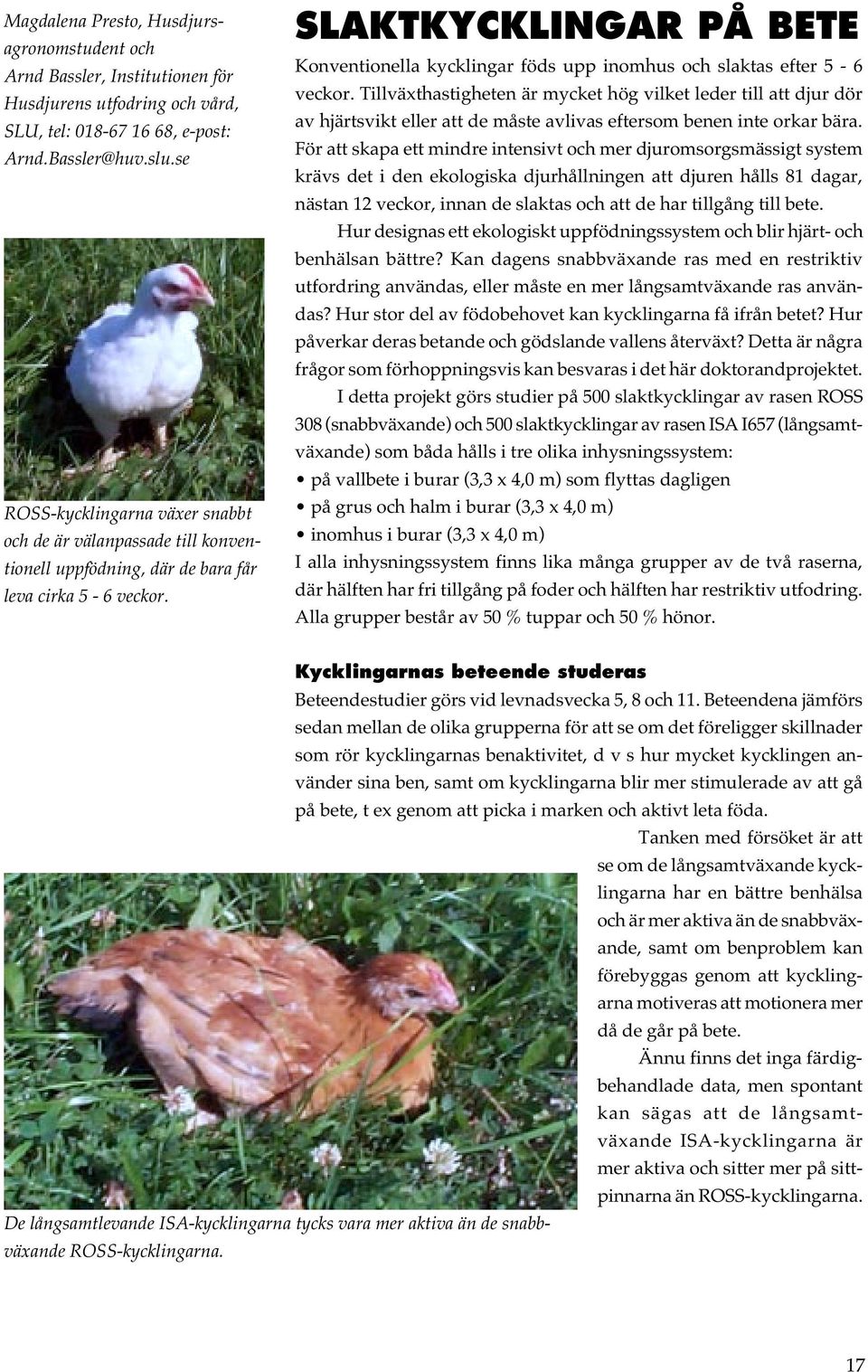 SLAKTKYCKLINGAR PÅ BETE Konventionella kycklingar föds upp inomhus och slaktas efter 5-6 veckor.