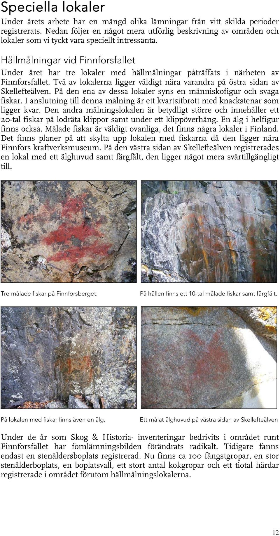 Hällmålningar vid Finnforsfallet Under året har tre lokaler med hällmålningar påträffats i närheten av Finnforsfallet. Två av lokalerna ligger väldigt nära varandra på östra sidan av Skellefteälven.