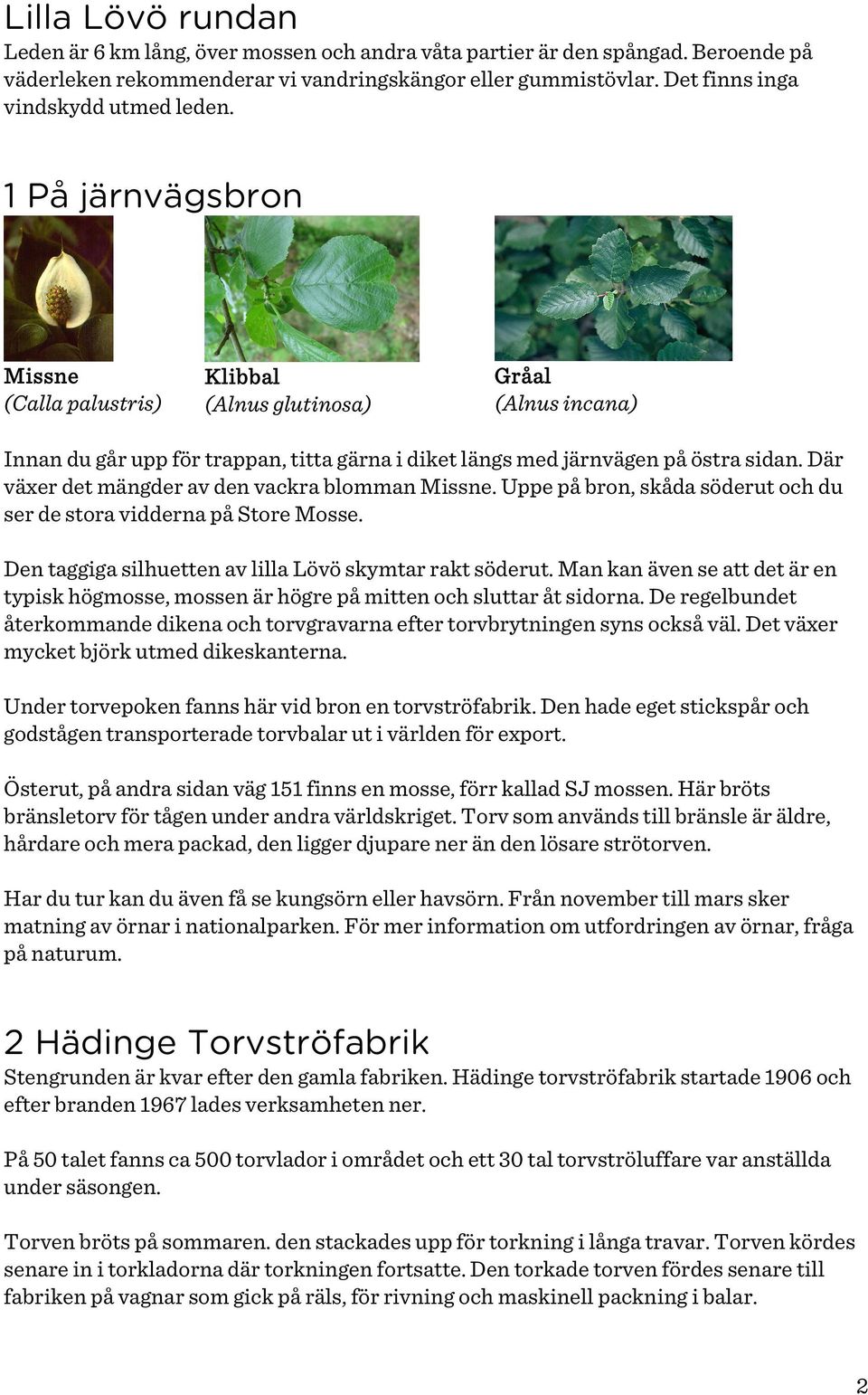 1 På järnvägsbron Missne (Calla palustris) Klibbal (Alnus glutinosa) Gråal (Alnus incana) Innan du går upp för trappan, titta gärna i diket längs med järnvägen på östra sidan.