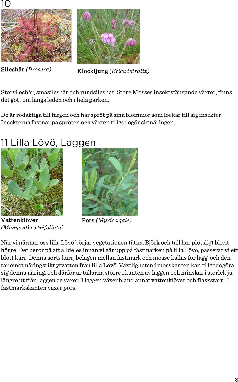 11 Lilla Lövö, Laggen Vattenklöver (Menyanthes trifoliata) Pors (Myrica gale) När vi närmar oss lilla Lövö börjar vegetationen tätna. Björk och tall har plötsligt blivit högre.