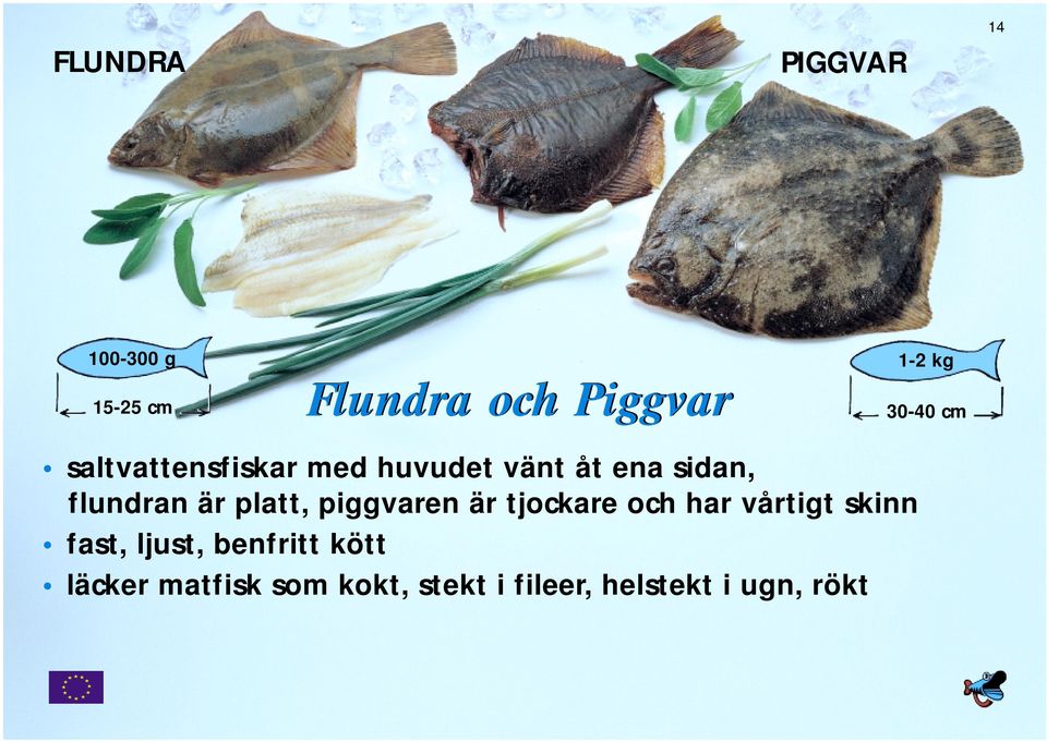 är platt, piggvaren är tjockare och har vårtigt skinn fast, ljust,