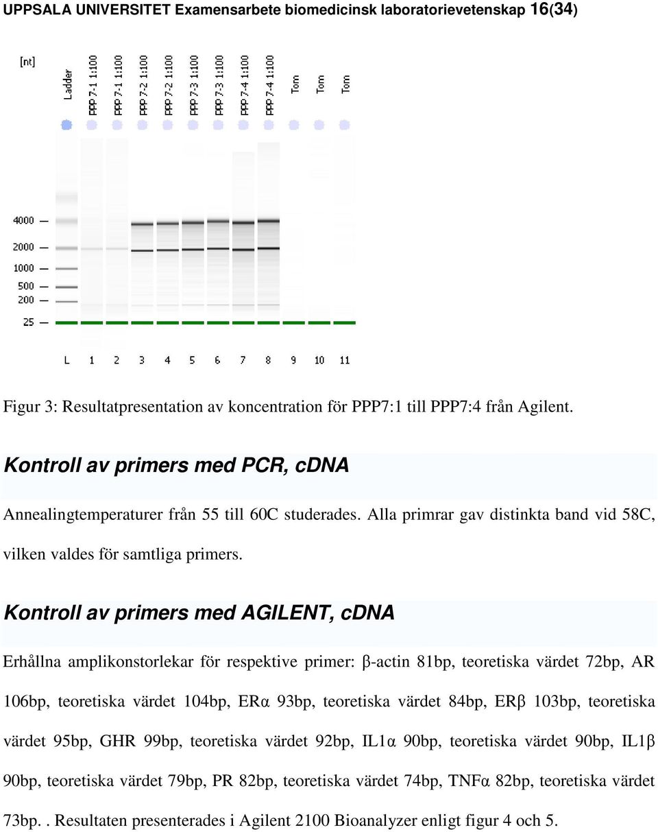 Kontroll av primers med AGILENT, cdna Erhållna amplikonstorlekar för respektive primer: β-actin 81bp, teoretiska värdet 72bp, AR 106bp, teoretiska värdet 104bp, ERα 93bp, teoretiska värdet 84bp, ERβ