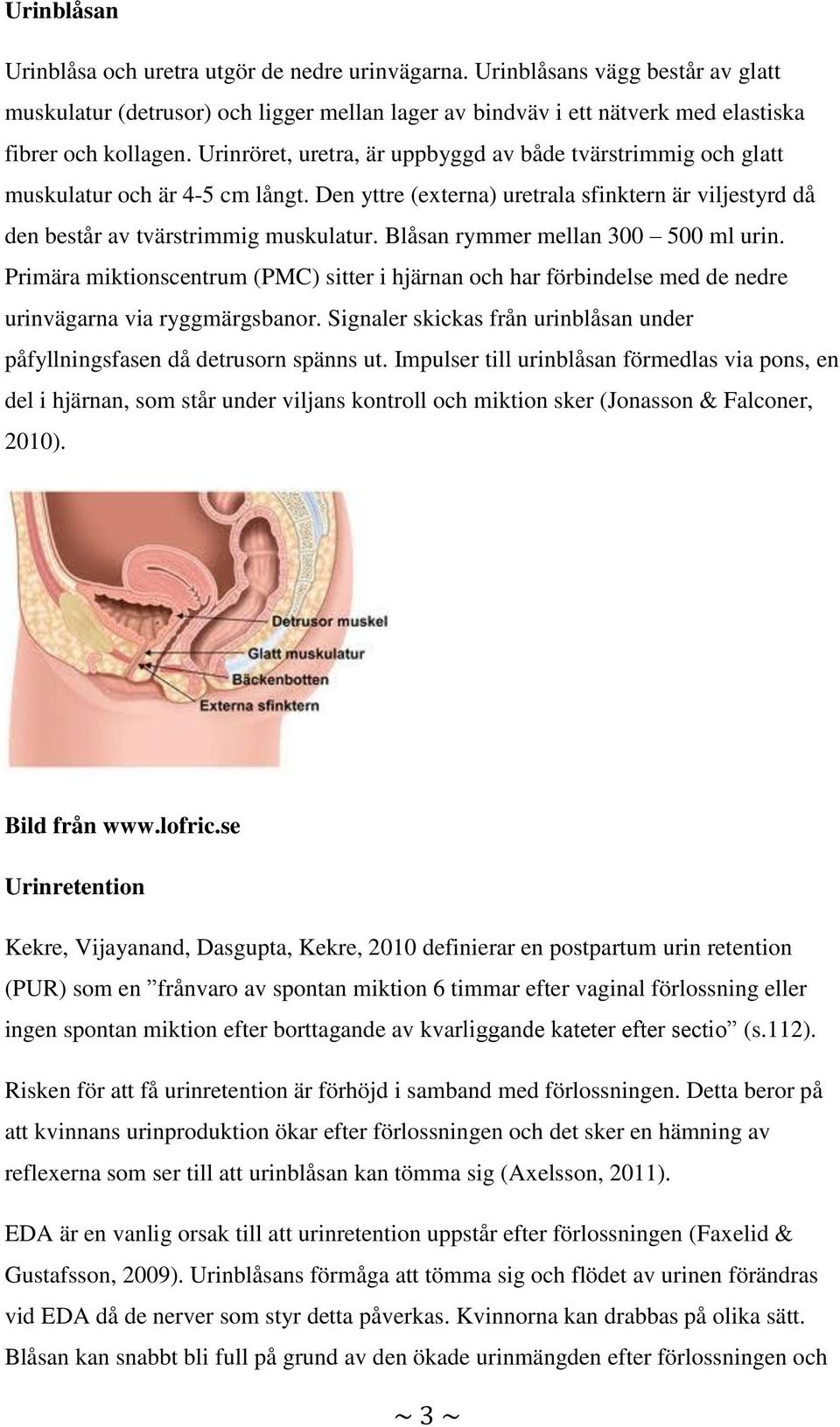 Blåsan rymmer mellan 300 500 ml urin. Primära miktionscentrum (PMC) sitter i hjärnan och har förbindelse med de nedre urinvägarna via ryggmärgsbanor.
