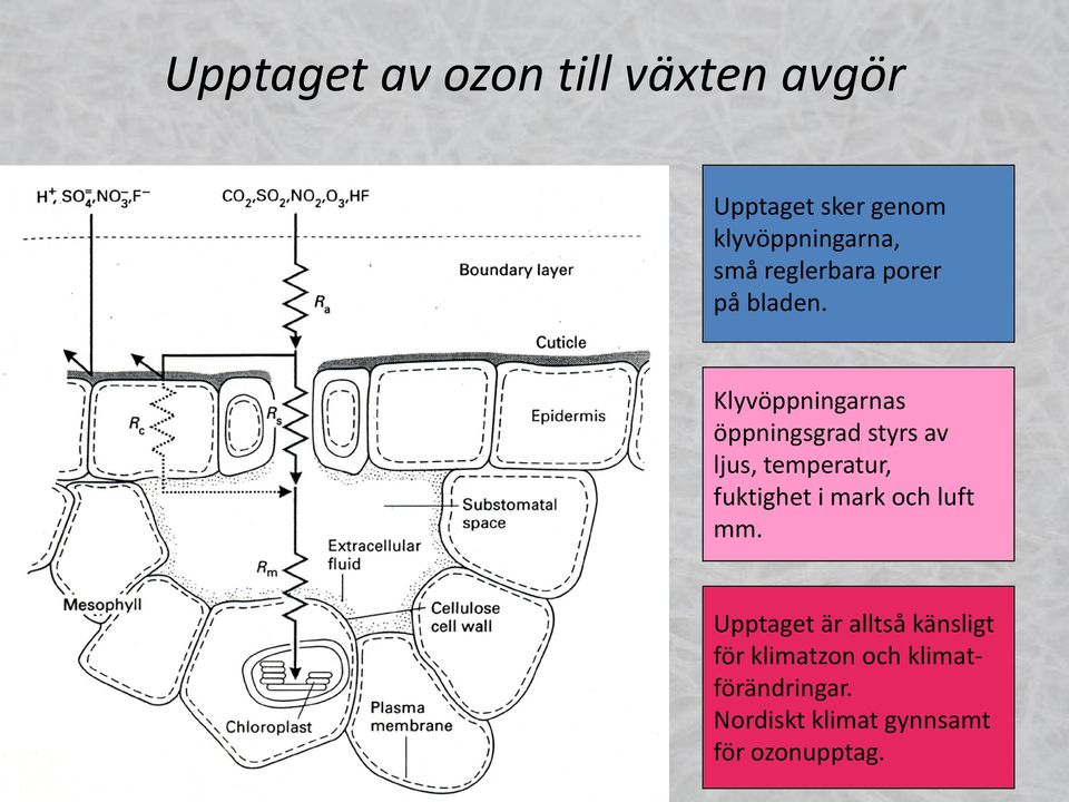 Klyvöppningarnas öppningsgrad styrs av ljus, temperatur, fuktighet i mark