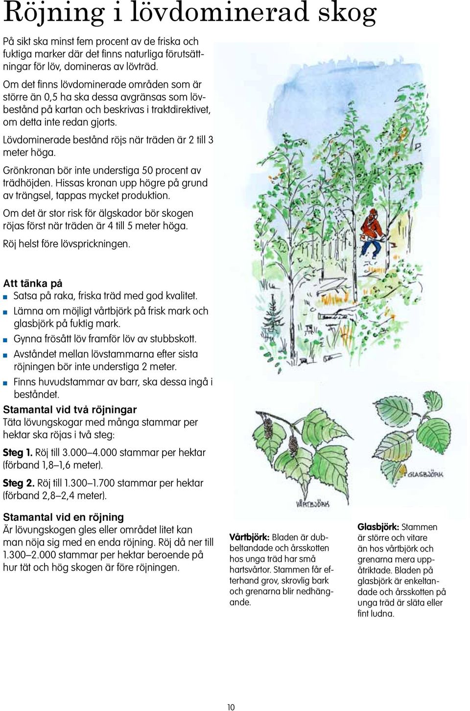 Lövdomierade beståd röjs är träde är 2 till 3 meter höga. Grökroa bör ite uderstiga 50 procet av trädhöjde. Hissas kroa upp högre på grud av trägsel, tappas mycket produktio.