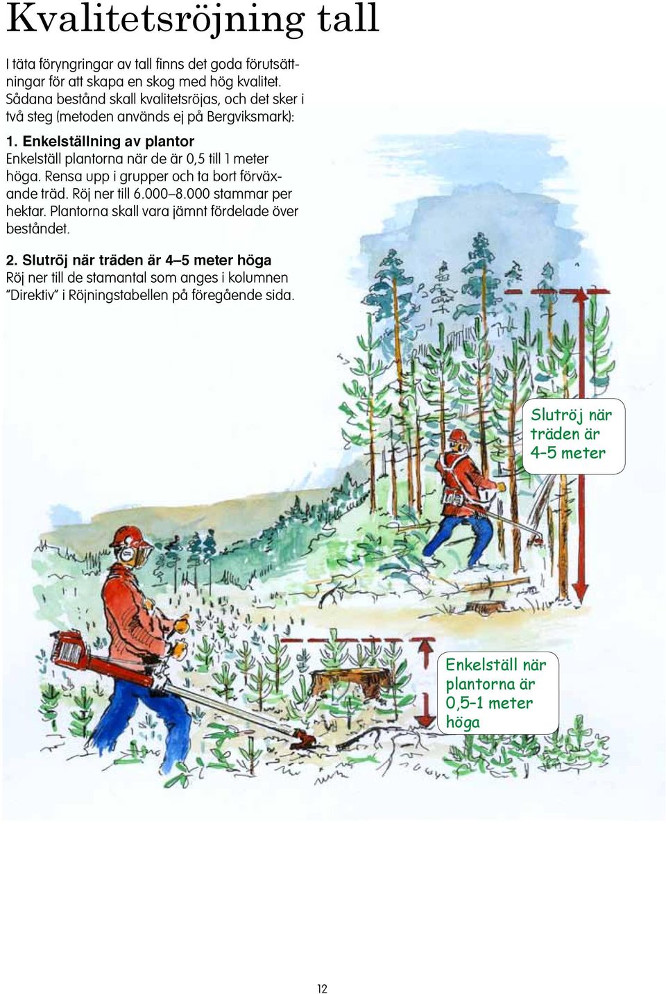 Ekelställig av plator Ekelställ platora är de är 0,5 till 1 meter höga. Resa upp i grupper och ta bort förväxade träd. Röj er till 6.000 8.